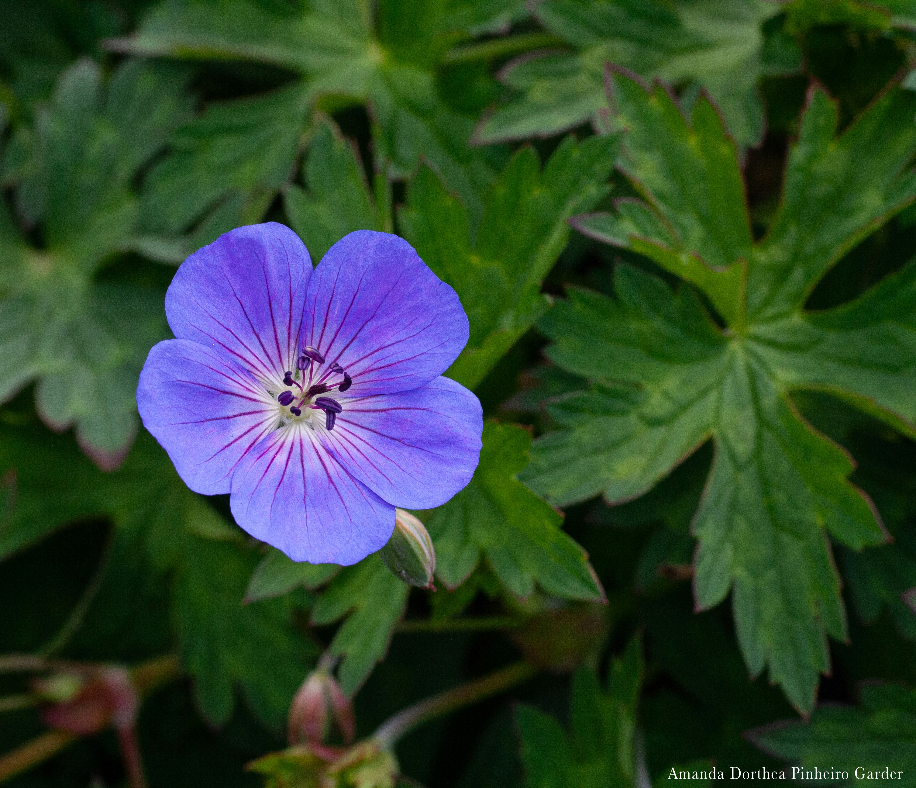 Photo by pinheiro_photo