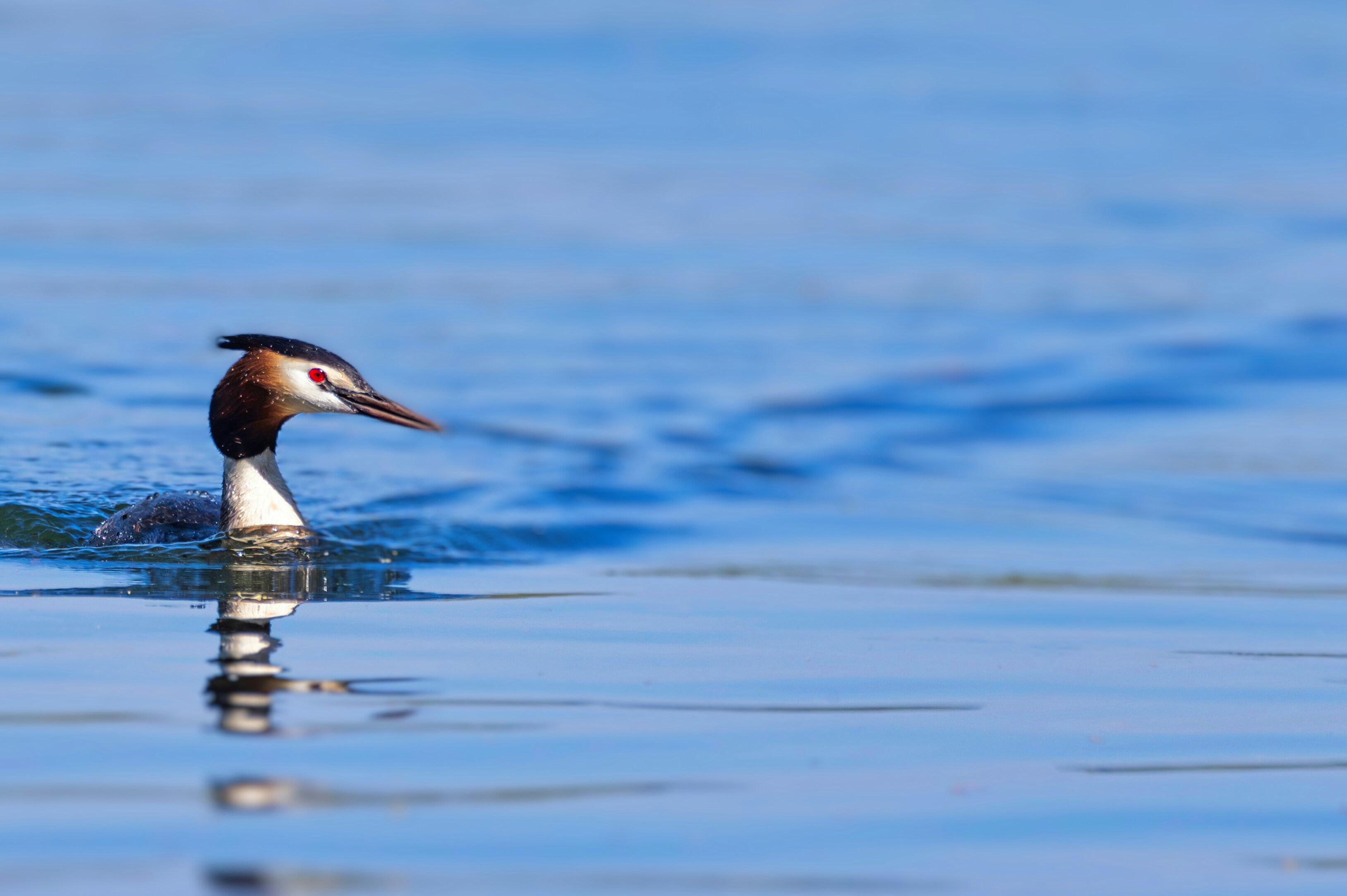 a bird with a long bill swimming in the water