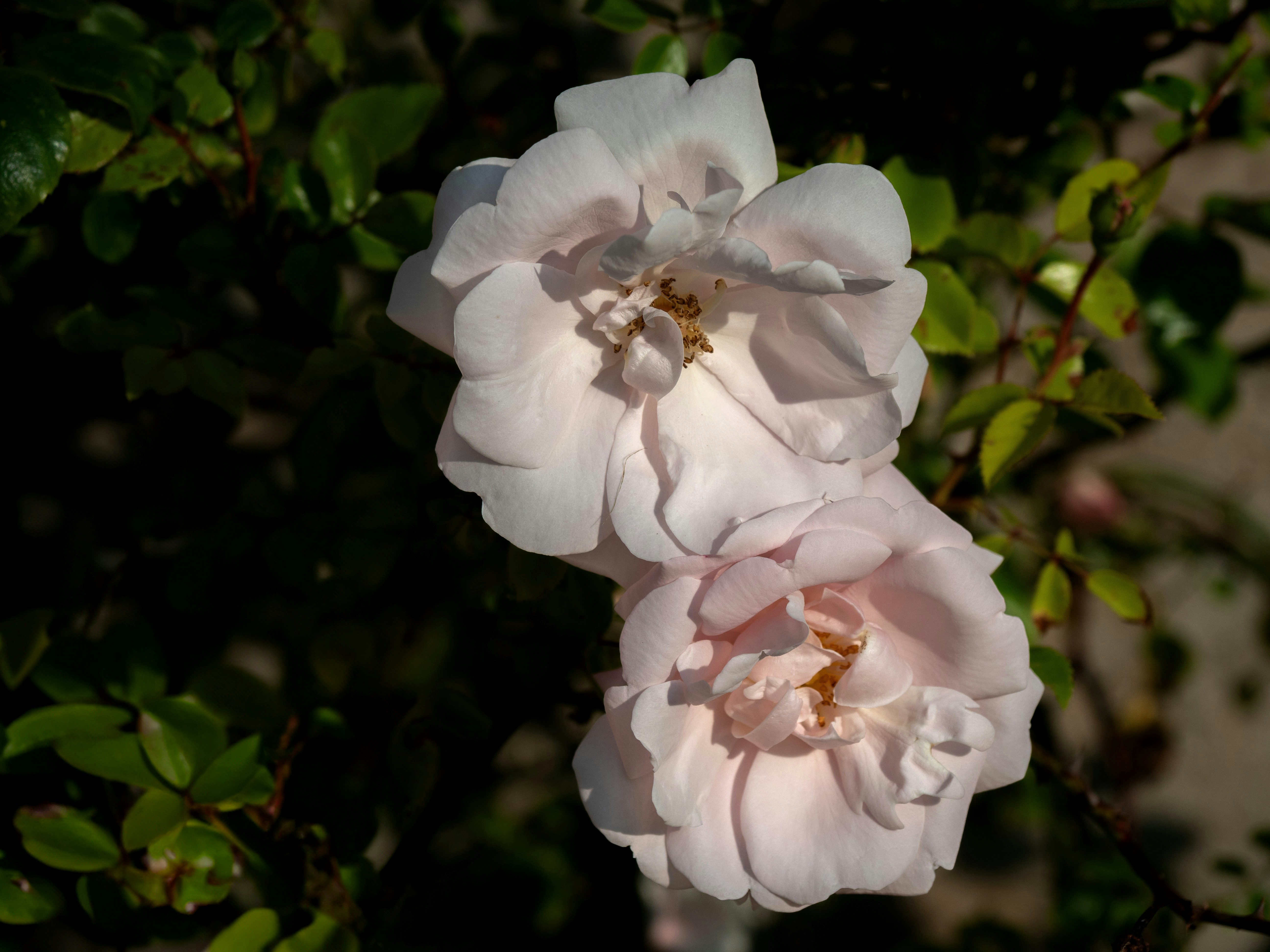 Photo by brett_jordan