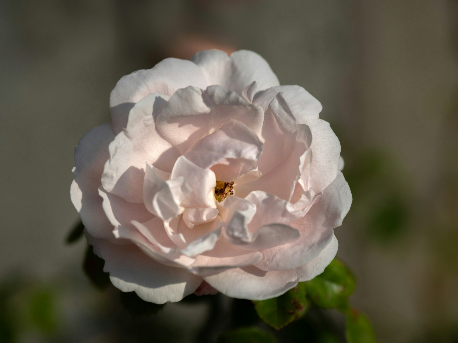 a pink rose with a bee in the middle of it