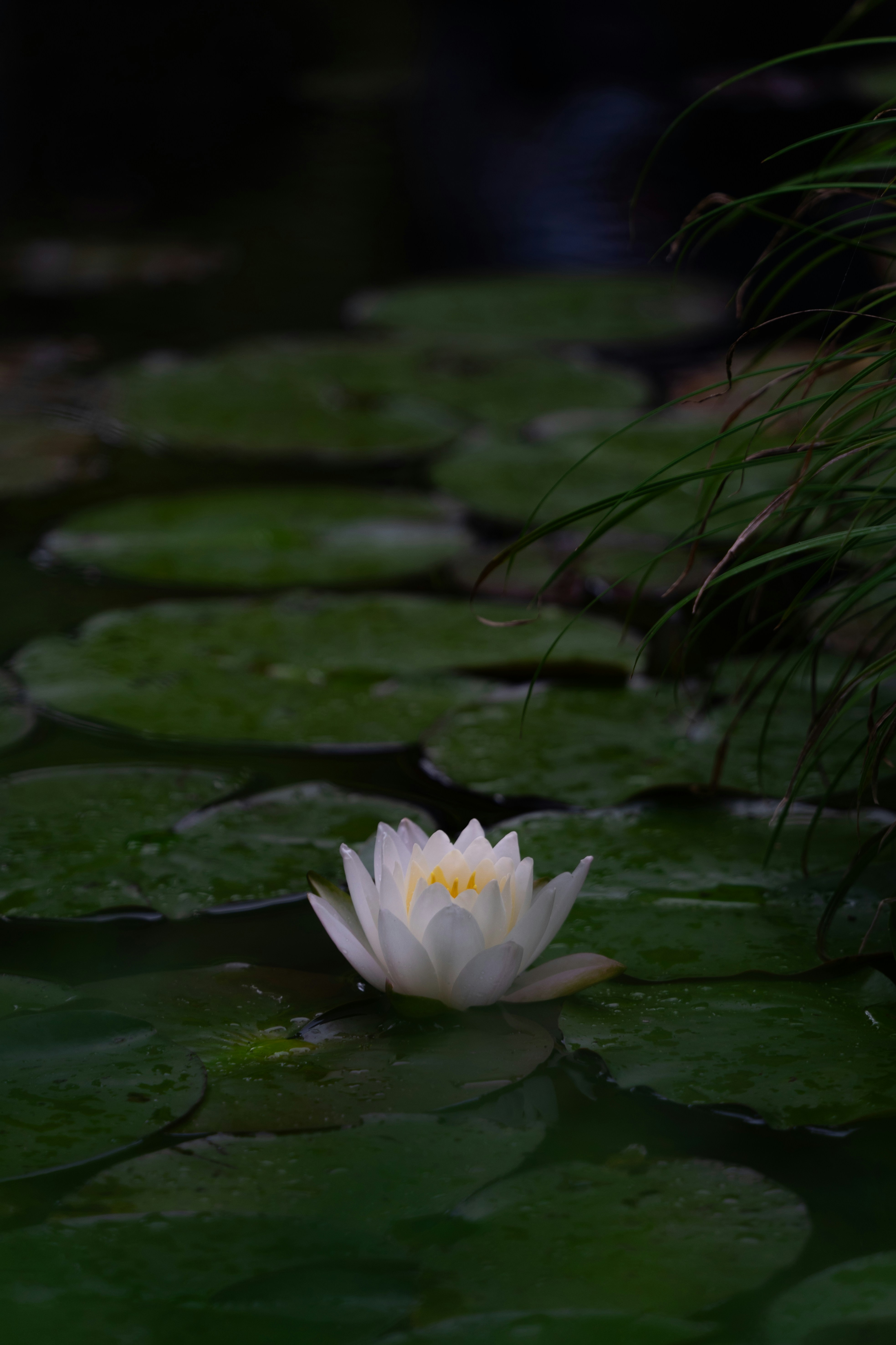 Photo by blue_hamberts