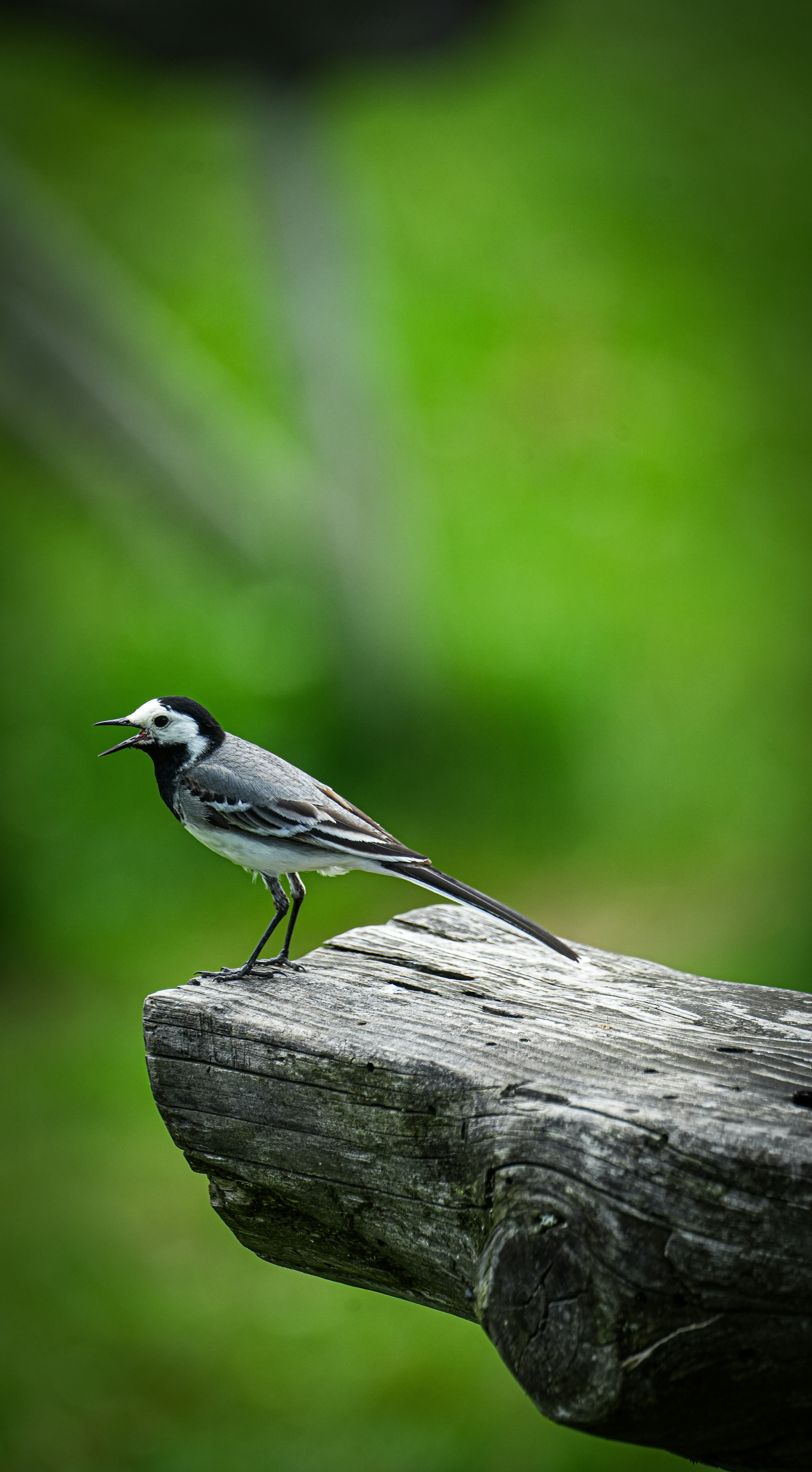 A small bird sitting on top of a piece of wood photo – Free Green Image ...