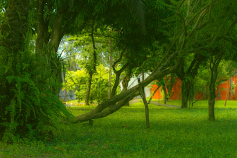 a lush green forest filled with lots of trees