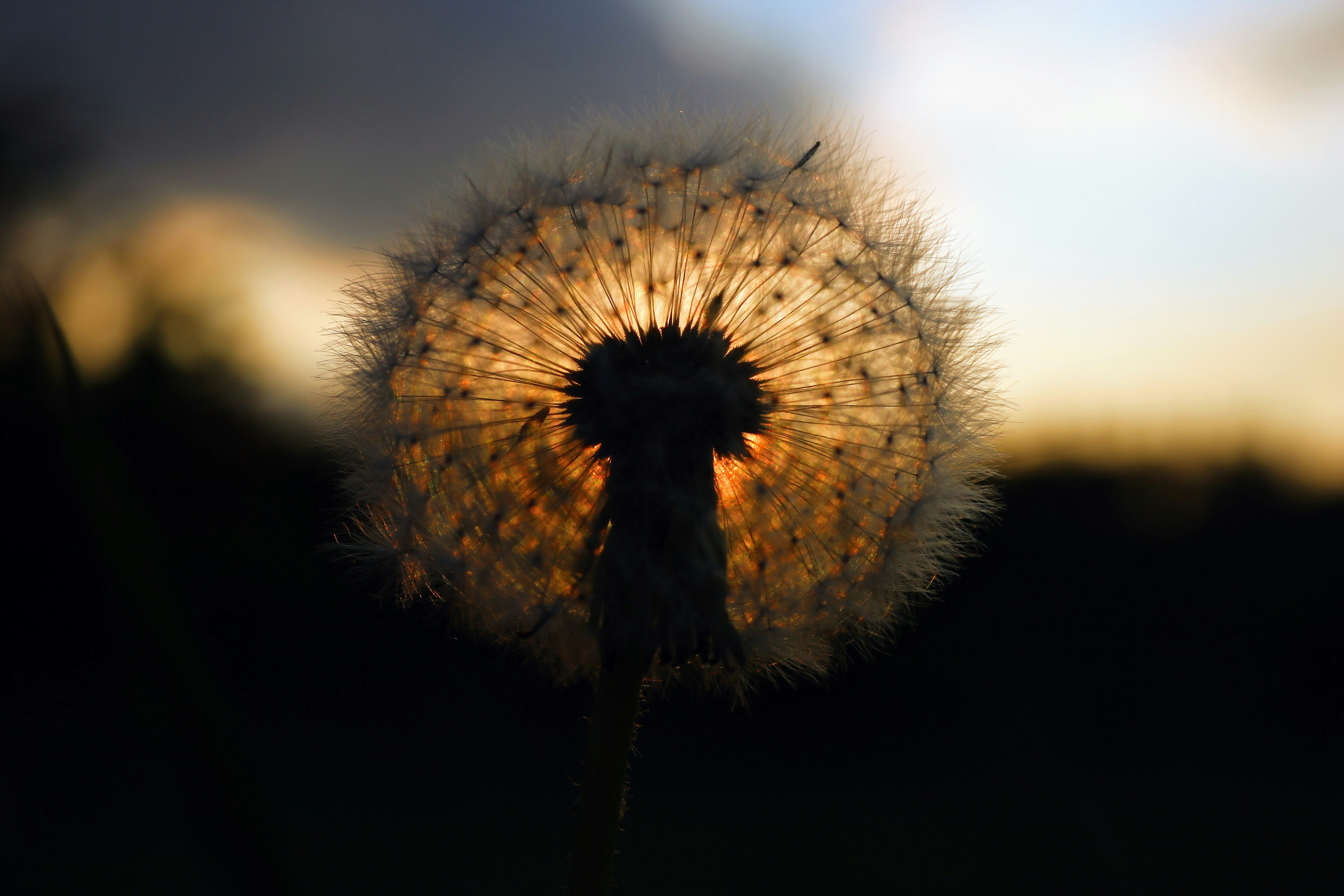 a dandelion with the sun setting in the background
