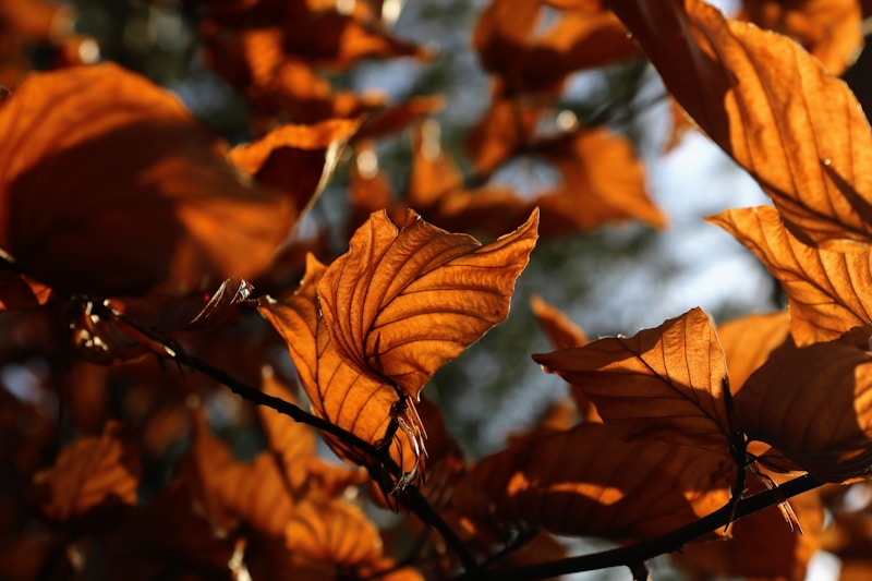 Autumn Hues