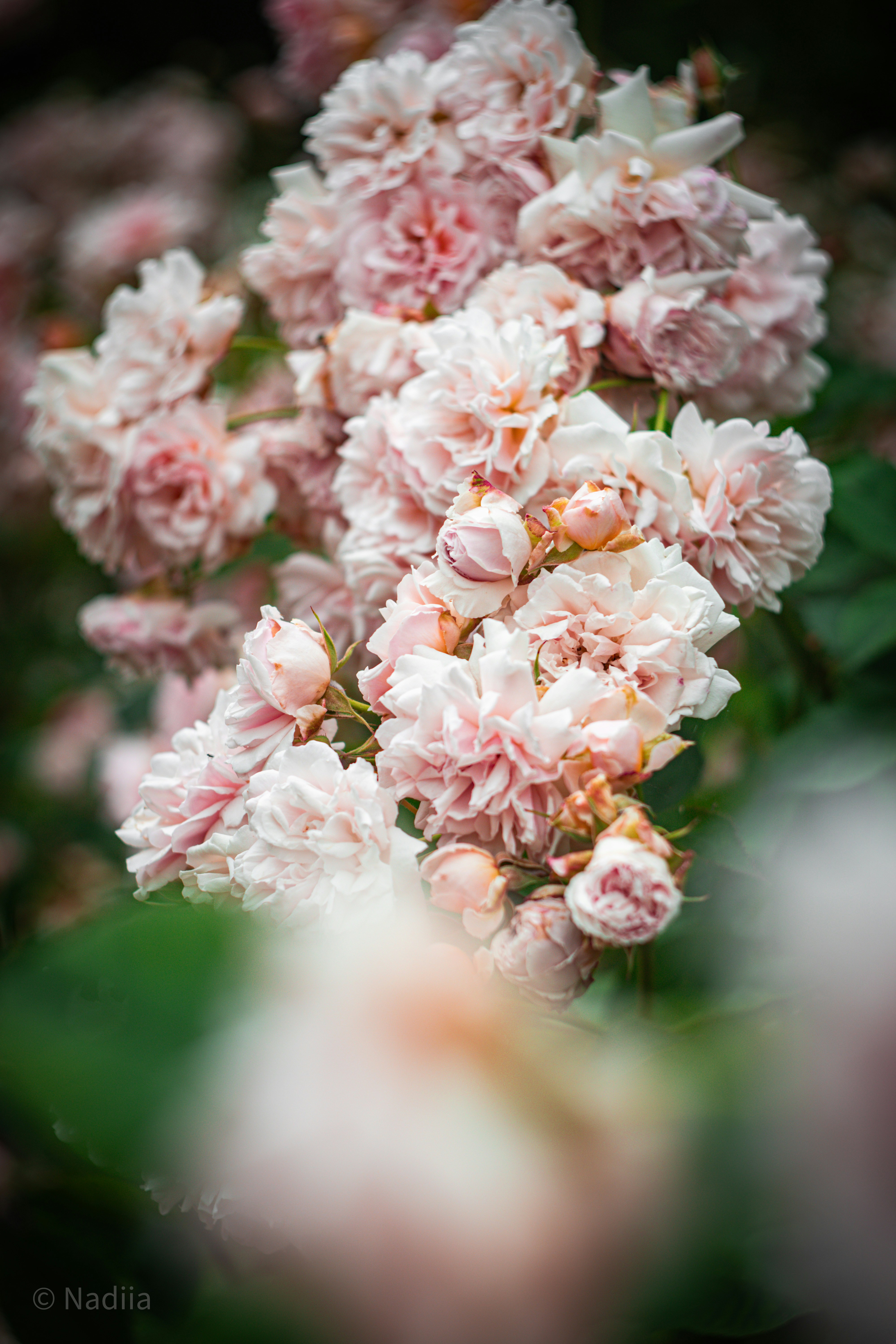 Photo by nadiiapetrakova