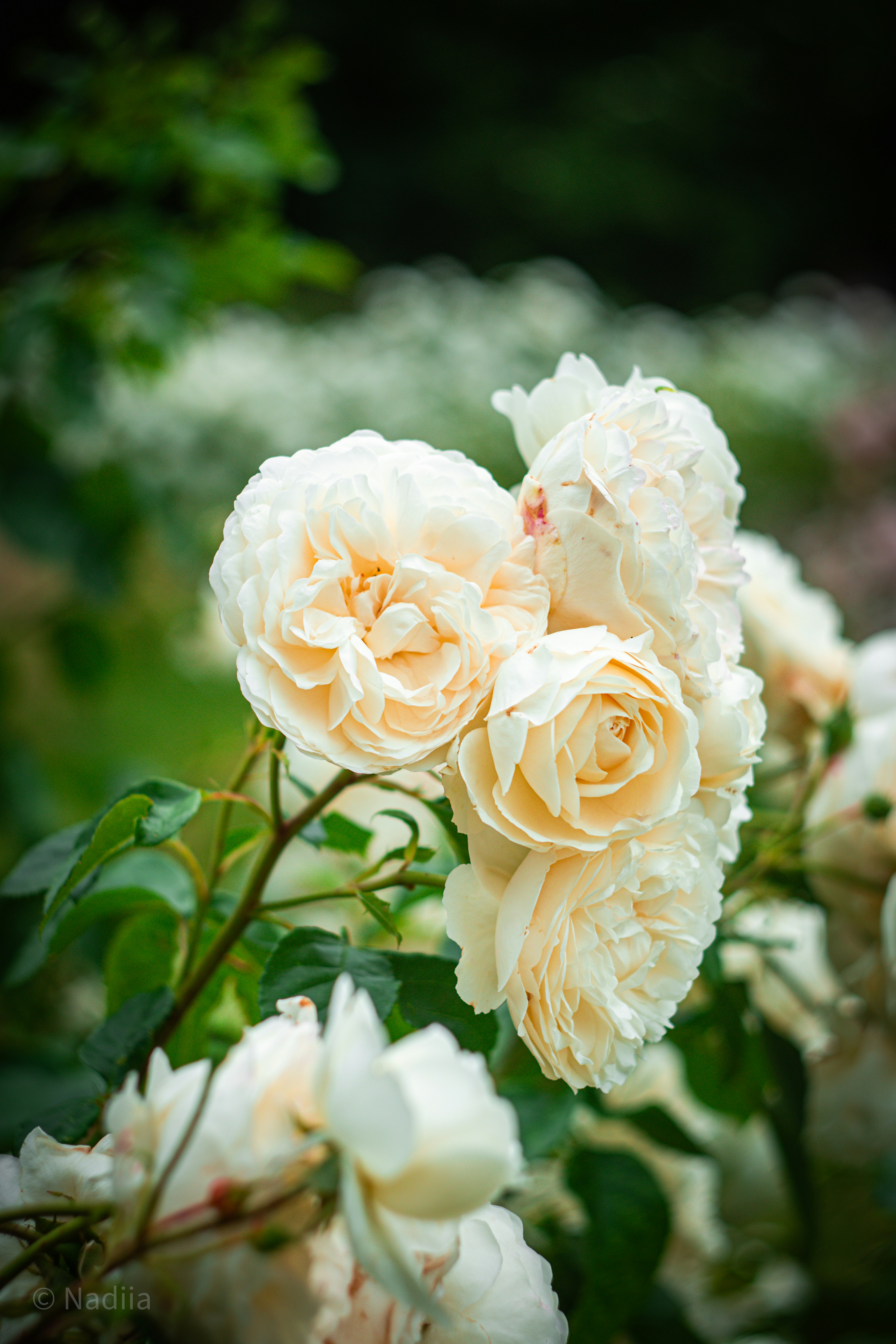 Photo by nadiiapetrakova