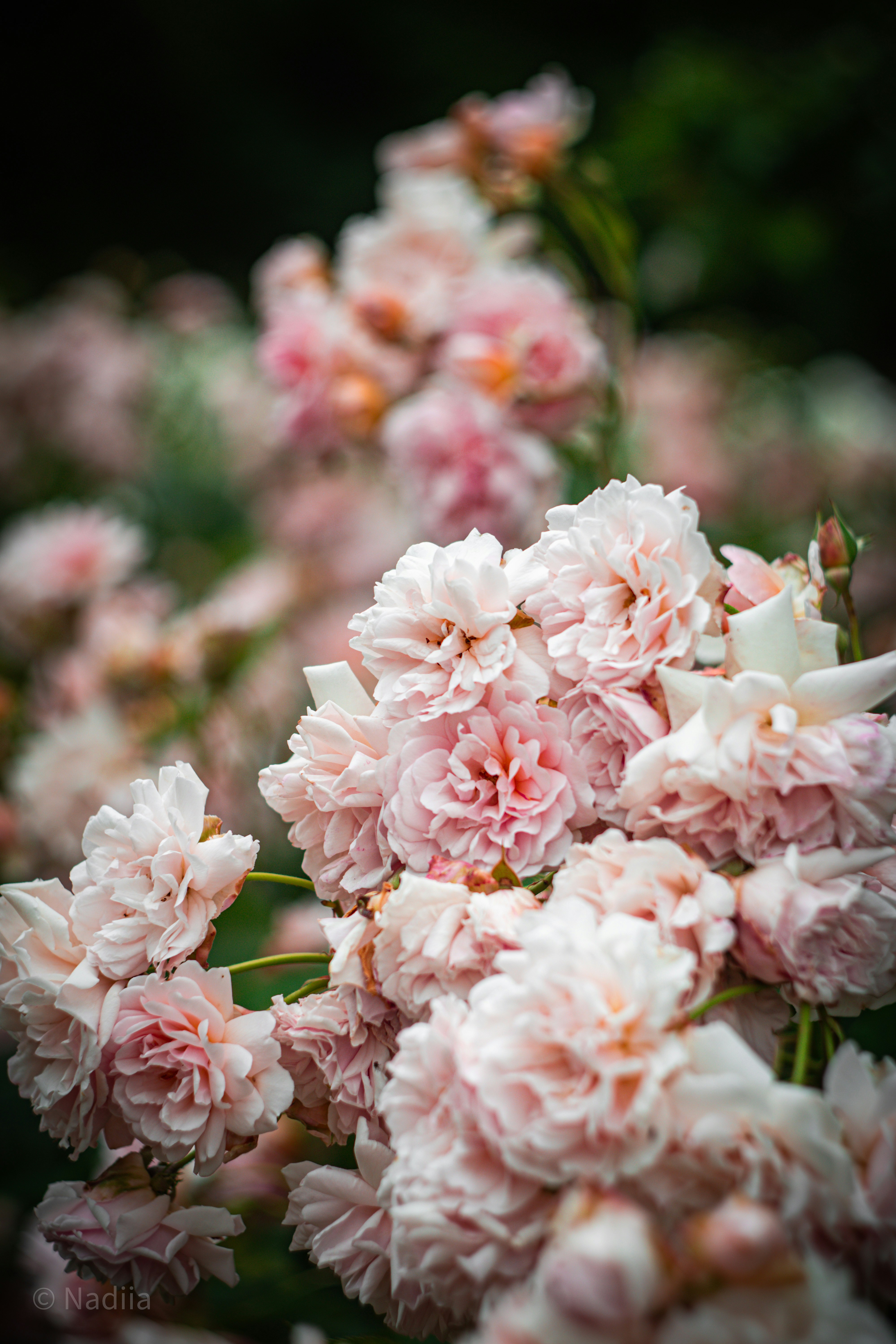 Photo by nadiiapetrakova