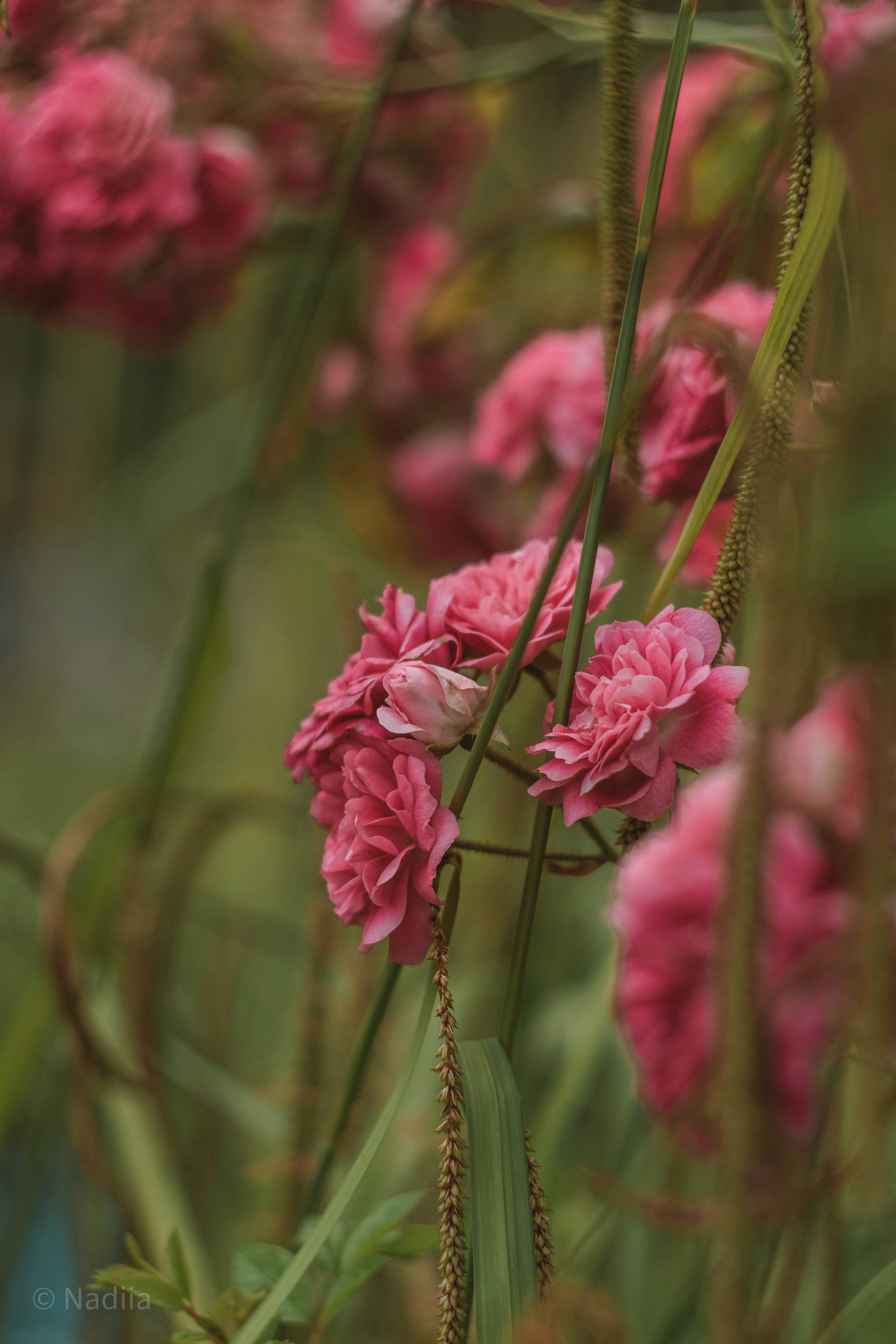 Photo by nadiiapetrakova