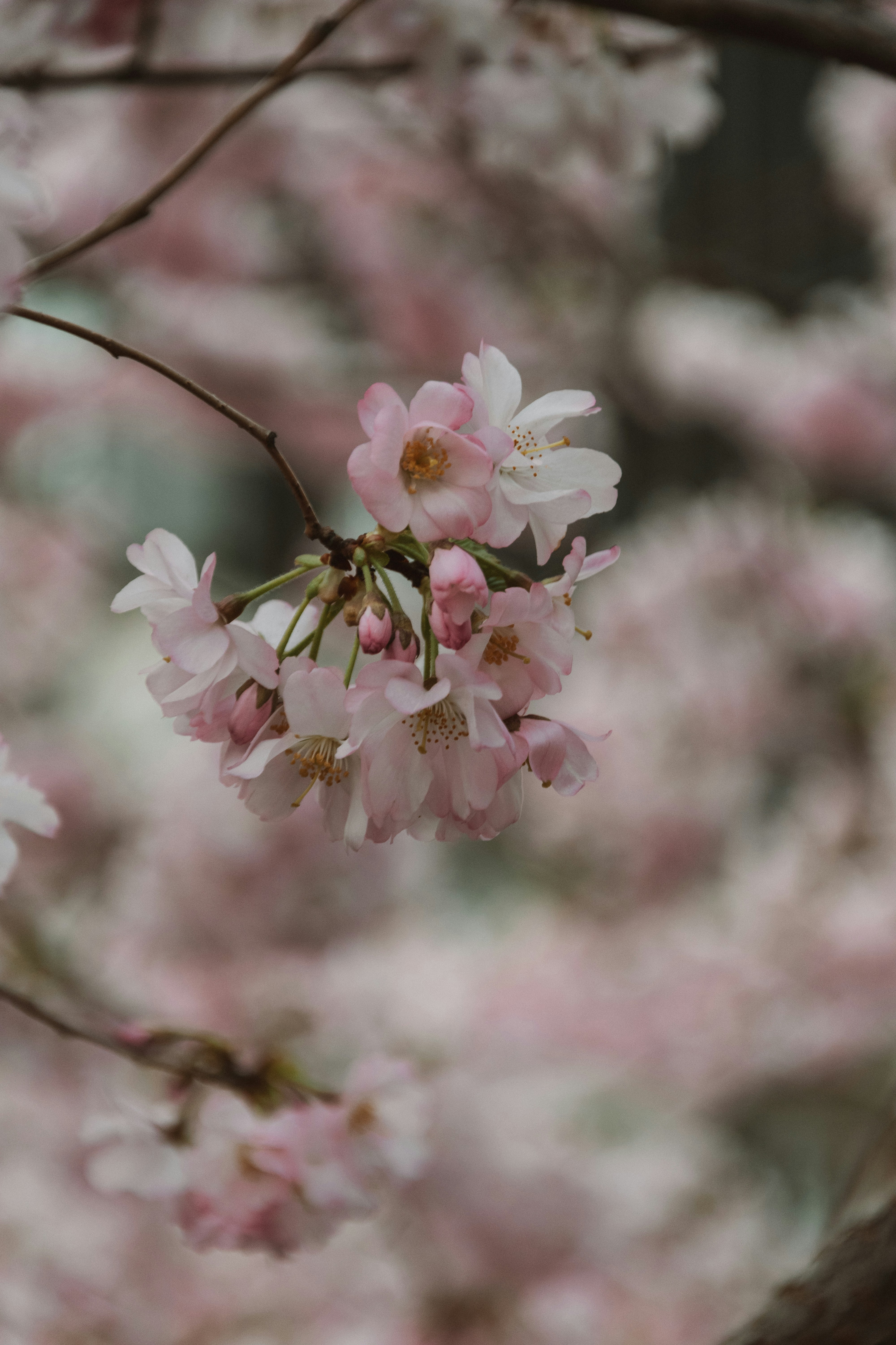 Photo by nadiiapetrakova