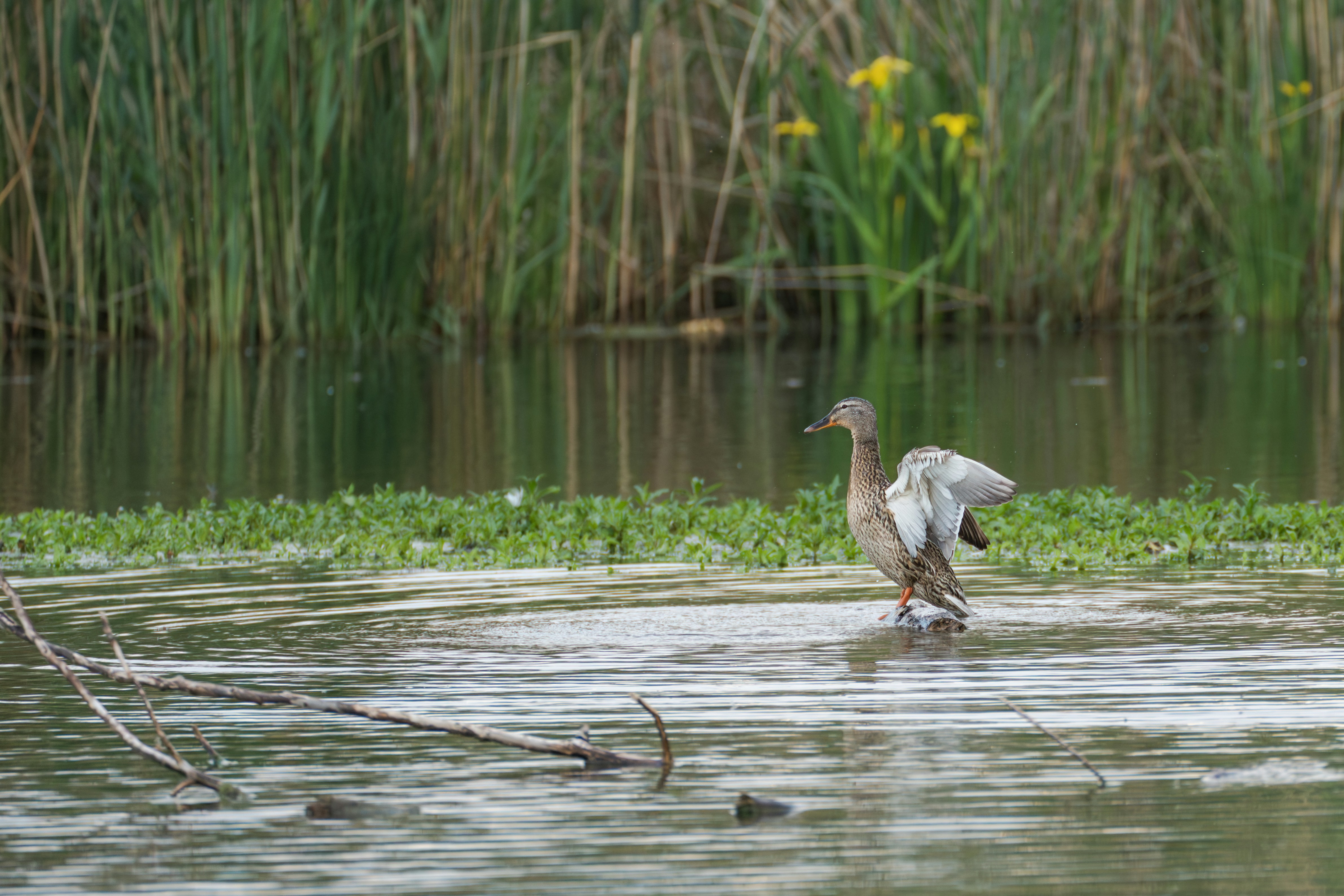 Photo by christelsphotos