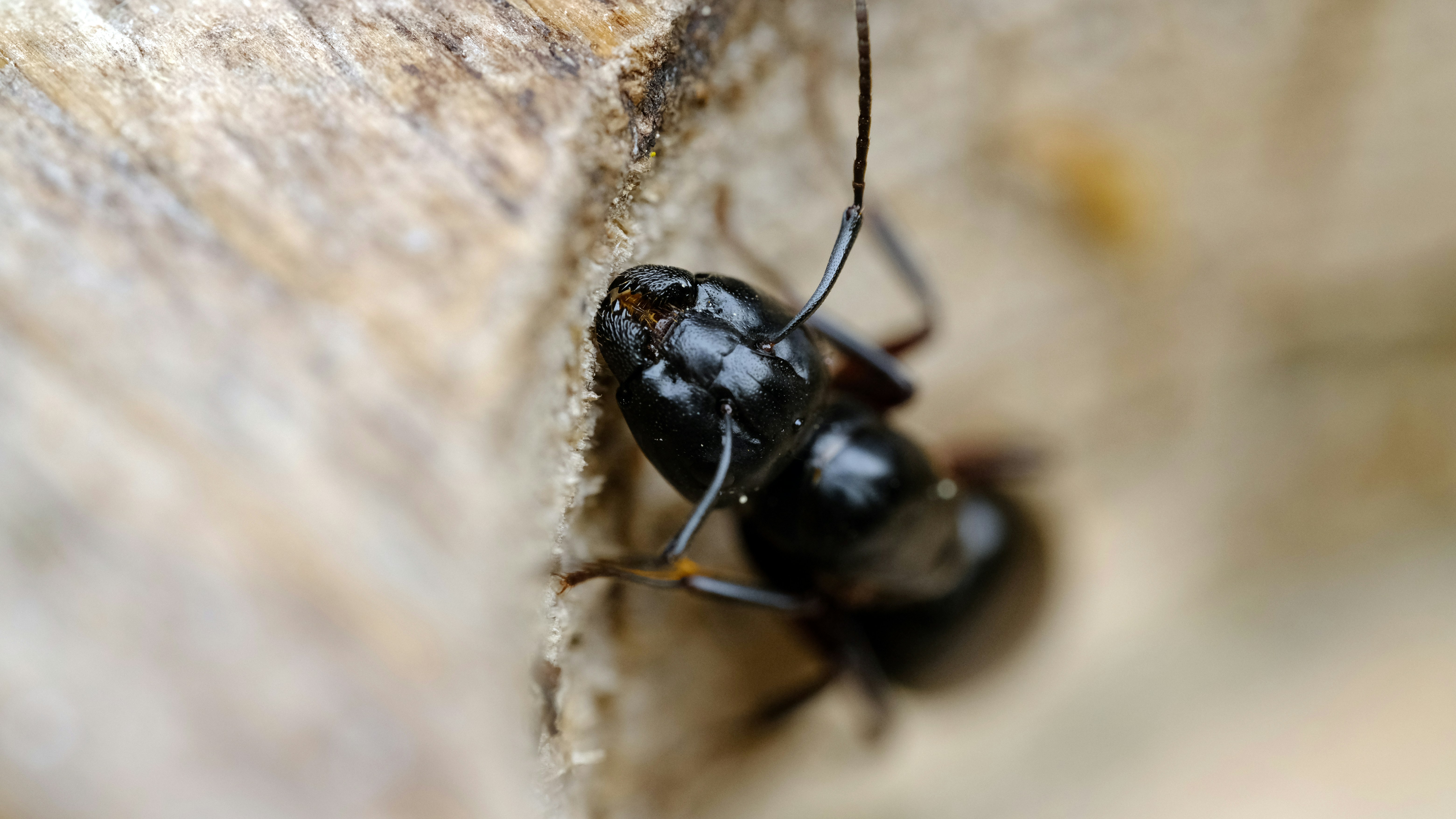 un gros plan d’un insecte noir sur un morceau de bois