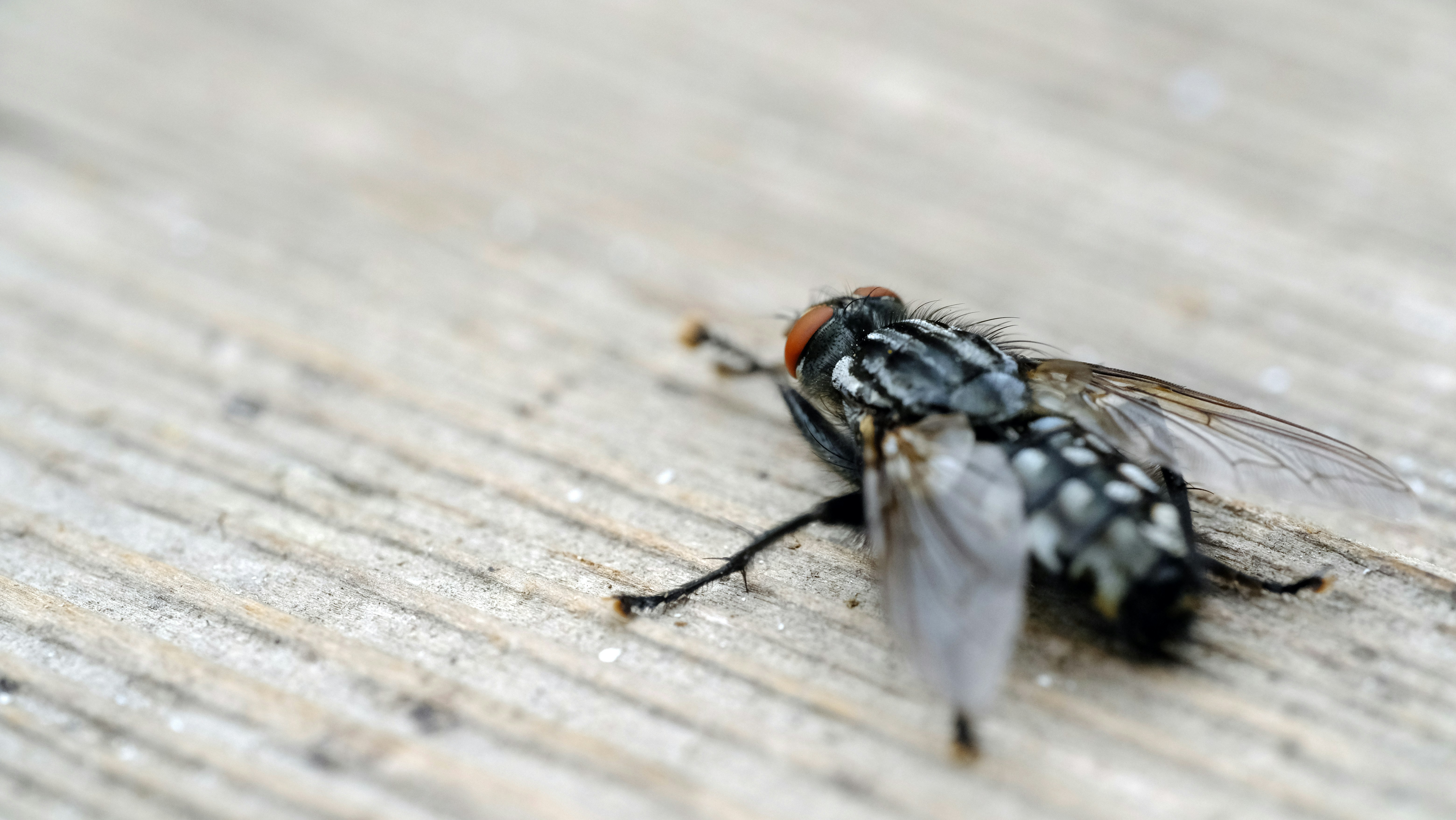 gros plan d’une mouche sur une surface en bois