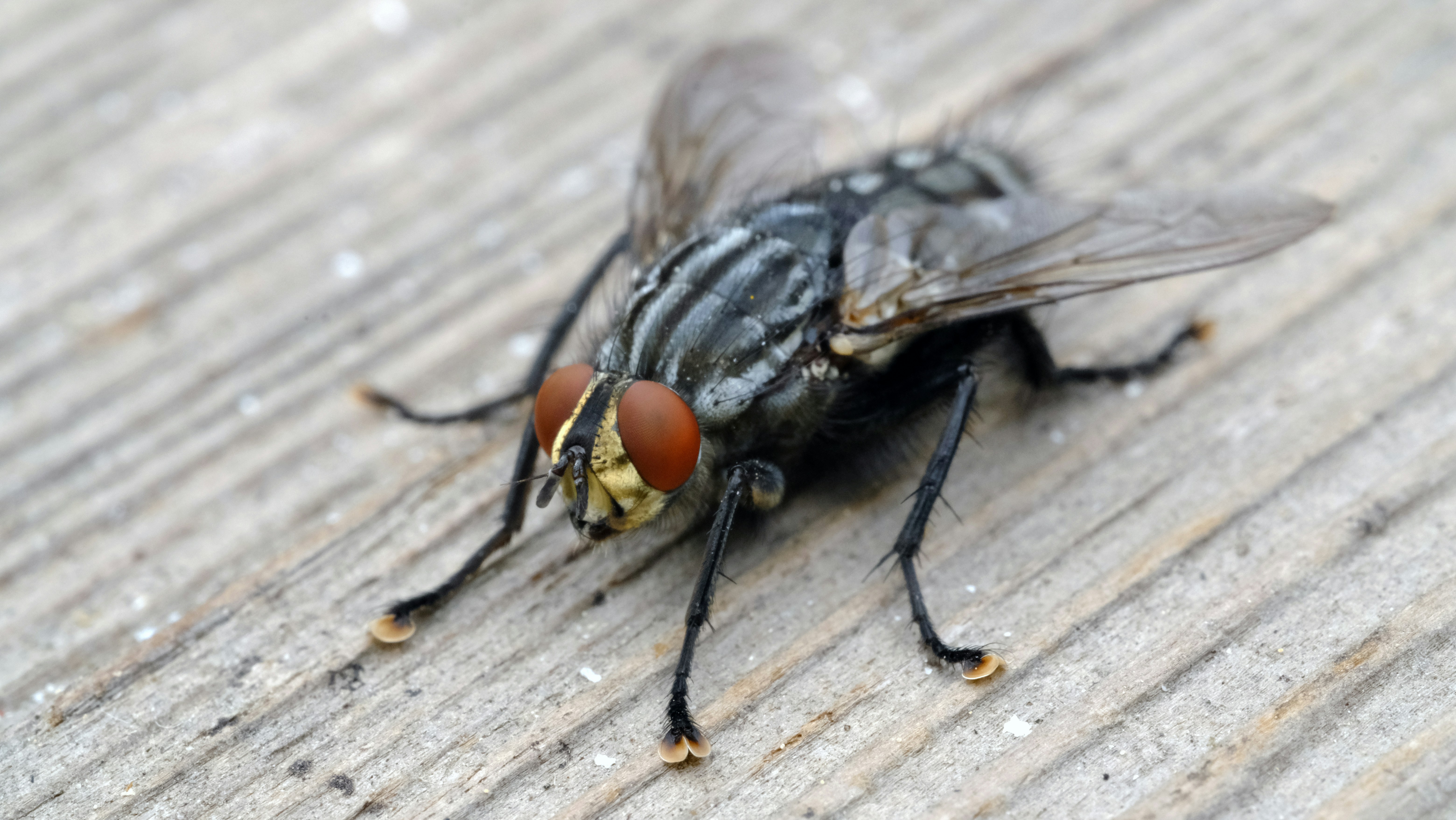 gros plan d’une mouche sur une surface en bois