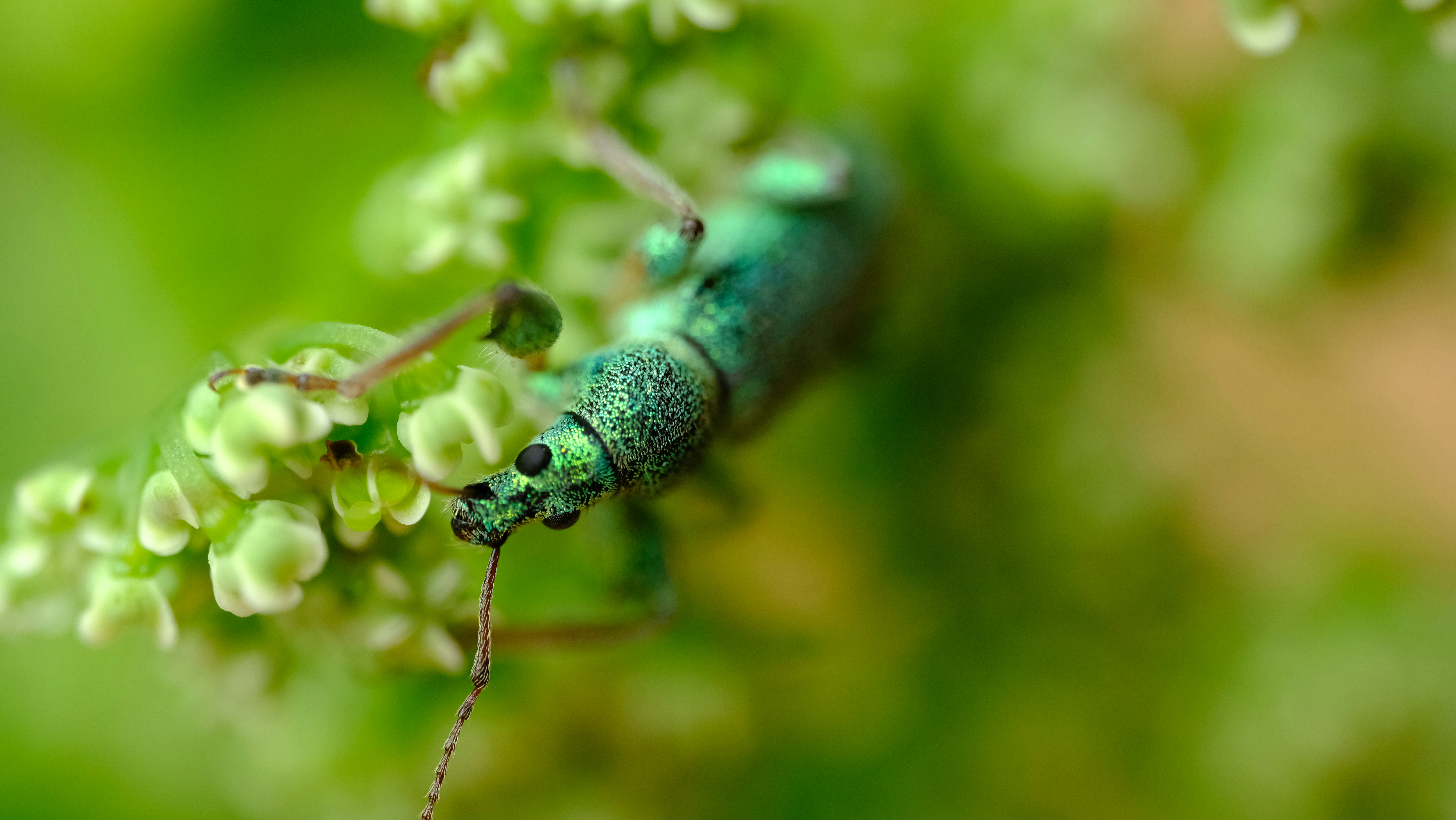 un insecte vert assis sur une plante verte