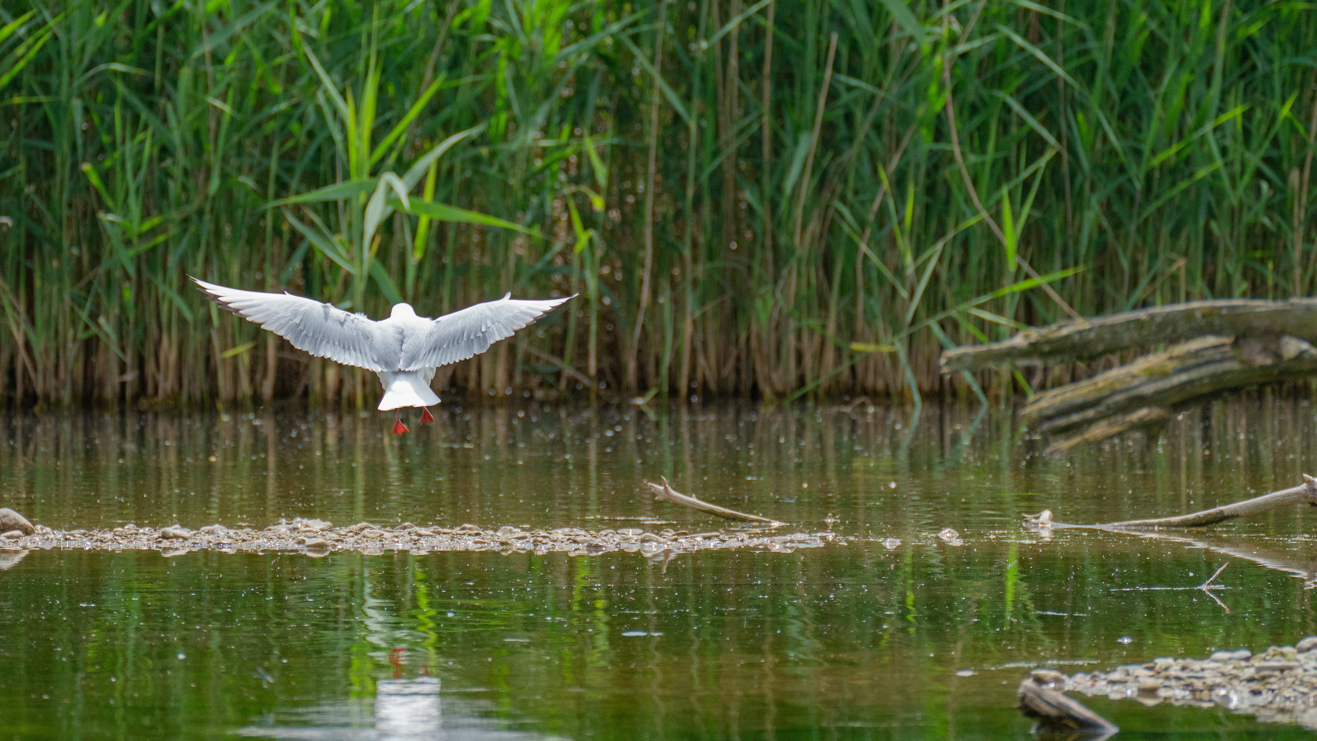 Photo by christelsphotos