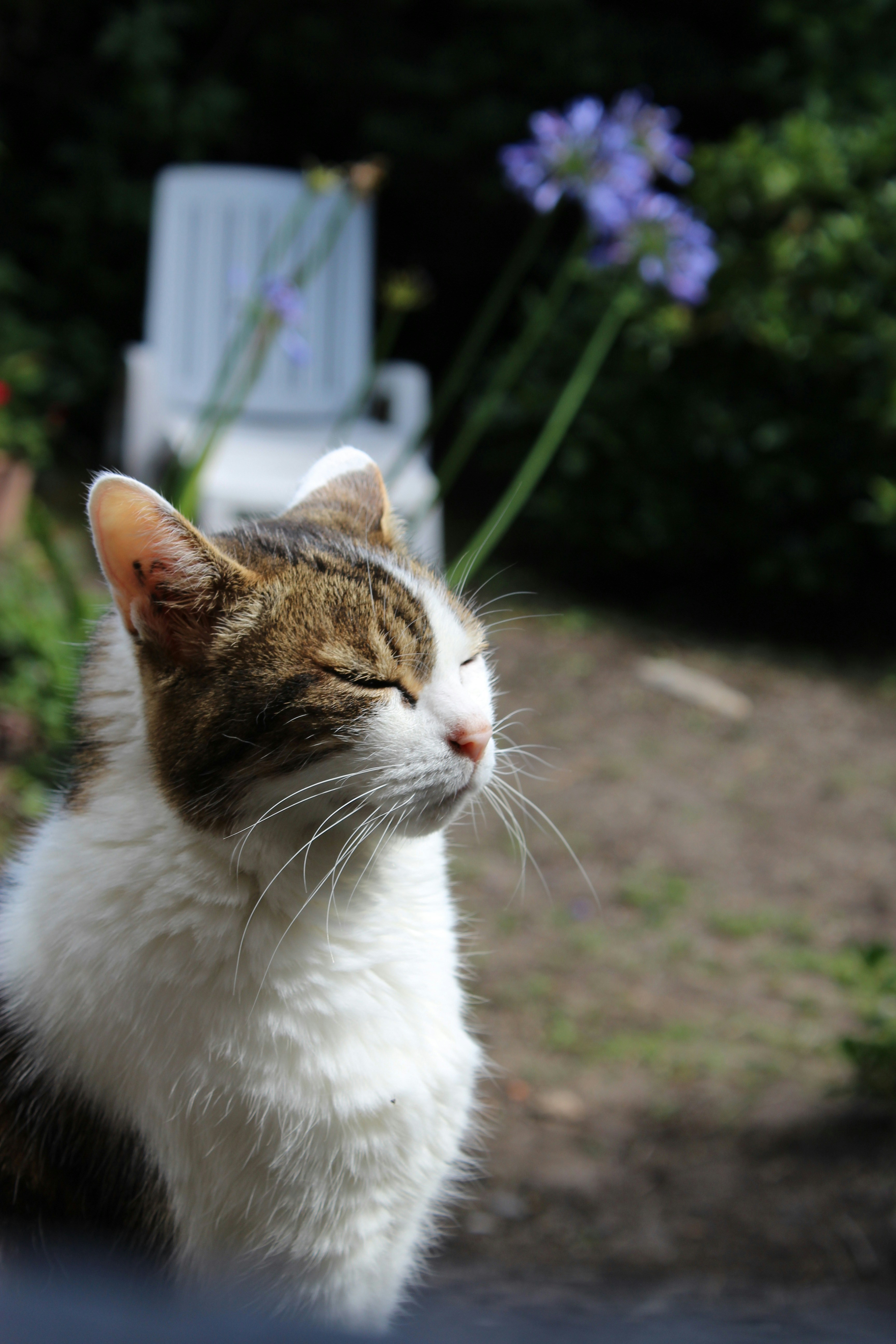 A cat that is sitting in the grass photo – Free Cat Image on Unsplash