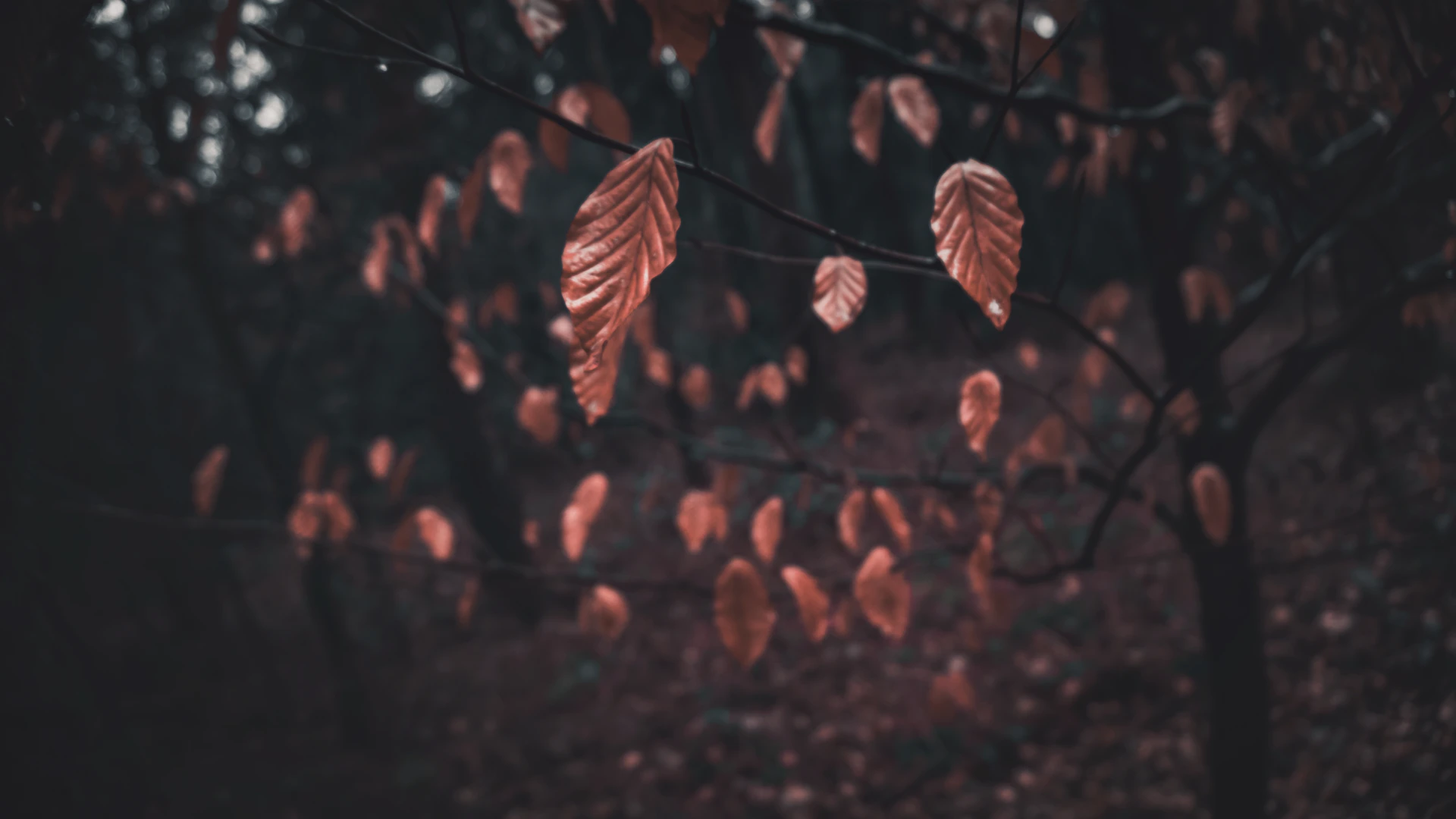 a group of leaves that are on a tree