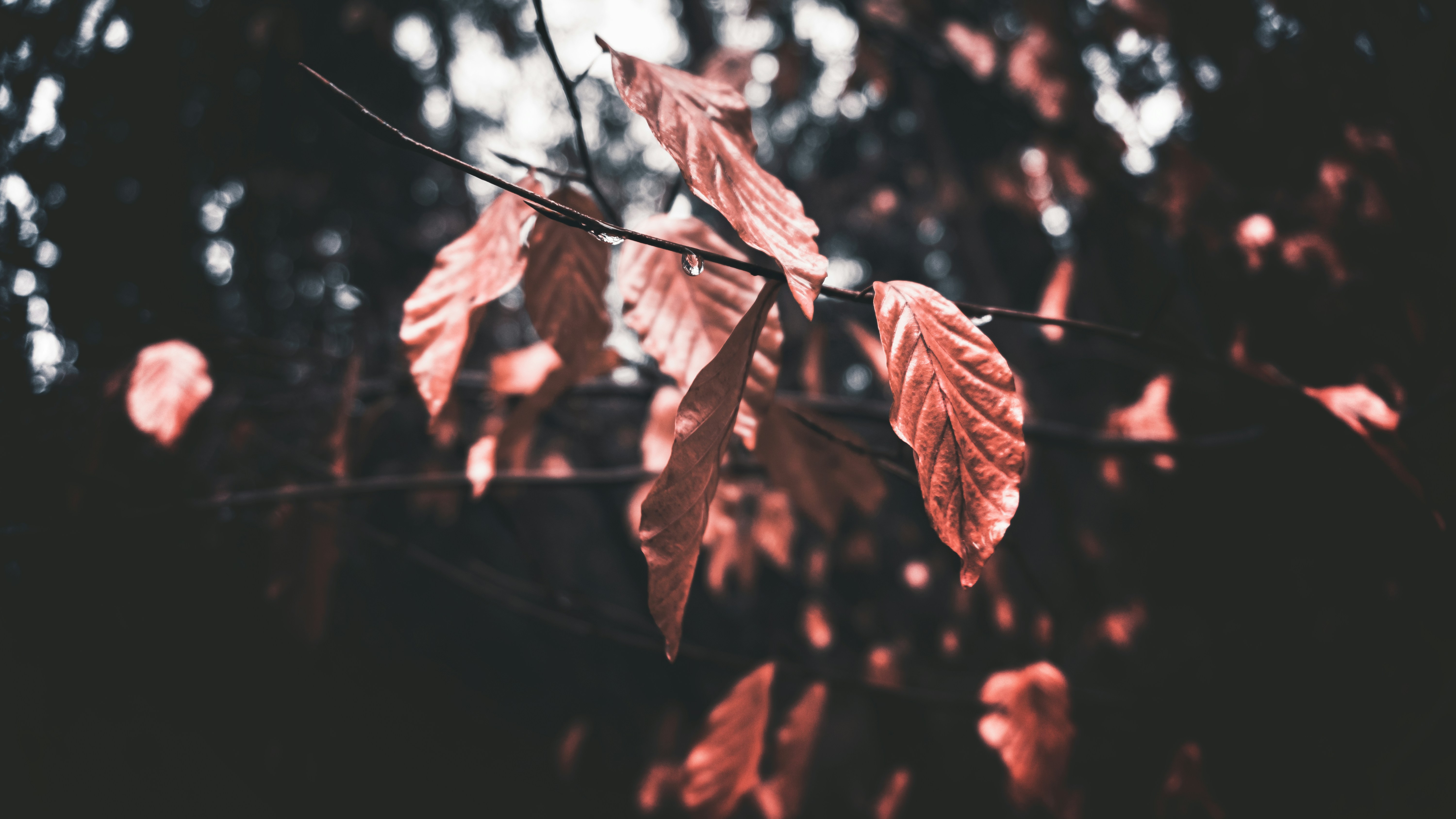 Photo by zaneee3