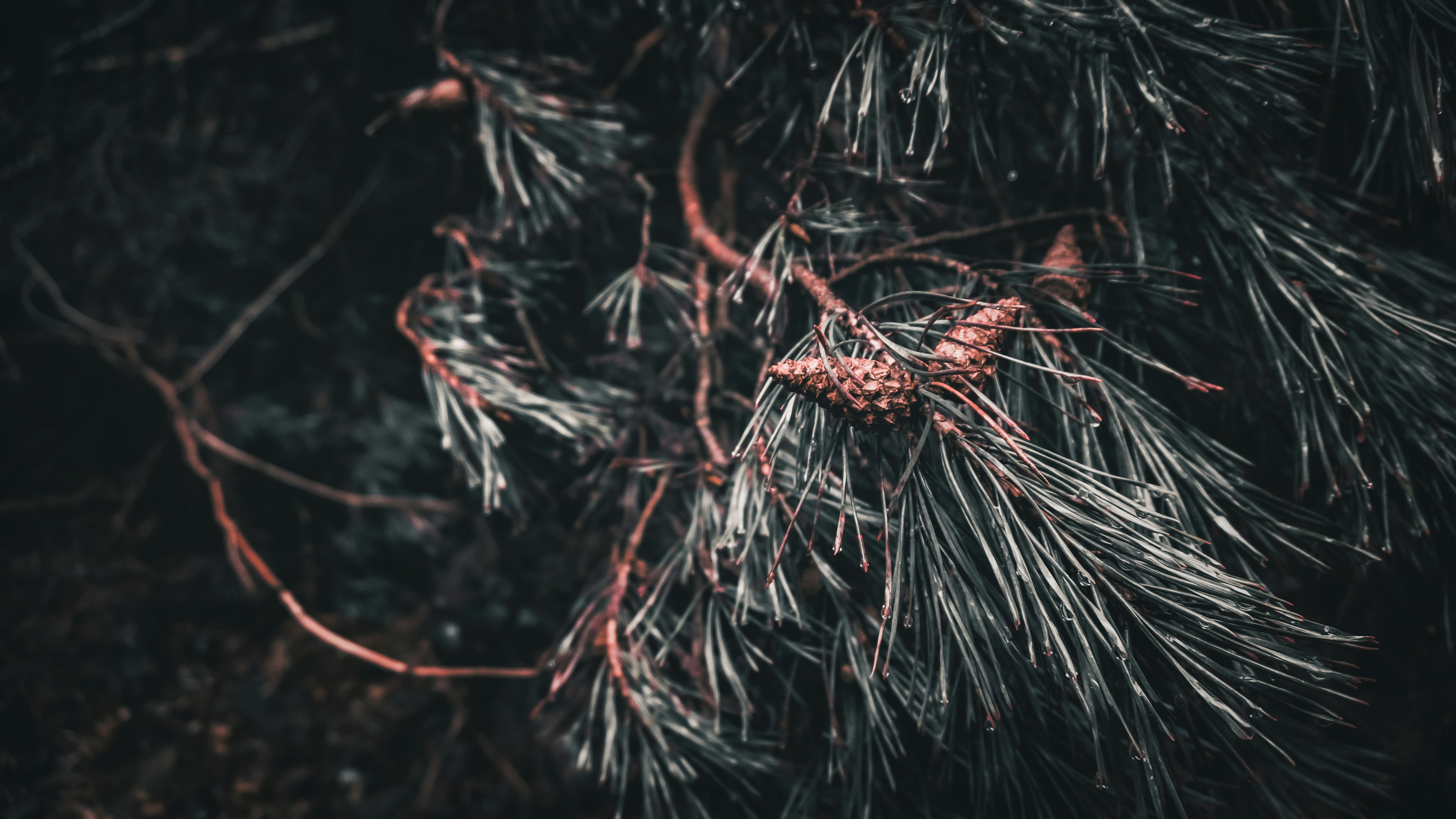 The Cursed in the Wood