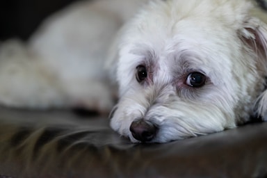 nikki is fresh from the salon and ready for her close-ups!,great photo recipes portfolio image