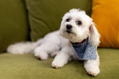 nikki is fresh from the salon and ready for her close-ups!,great photo recipes portfolio image