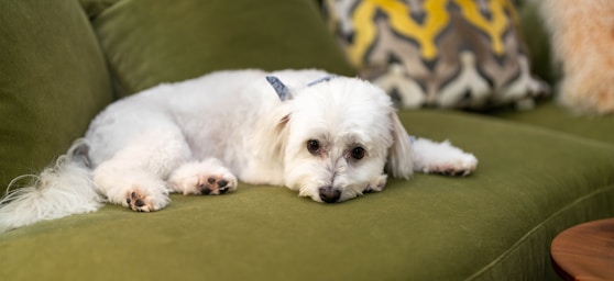 nikki is fresh from the salon and ready for her close-ups!,great photo recipes portfolio image