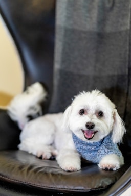 nikki is fresh from the salon and ready for her close-ups!,great photo recipes portfolio image
