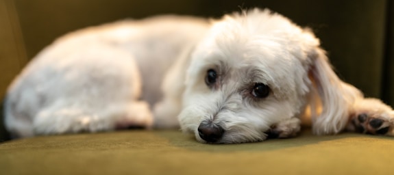 nikki is fresh from the salon and ready for her close-ups!,great photo recipes portfolio image