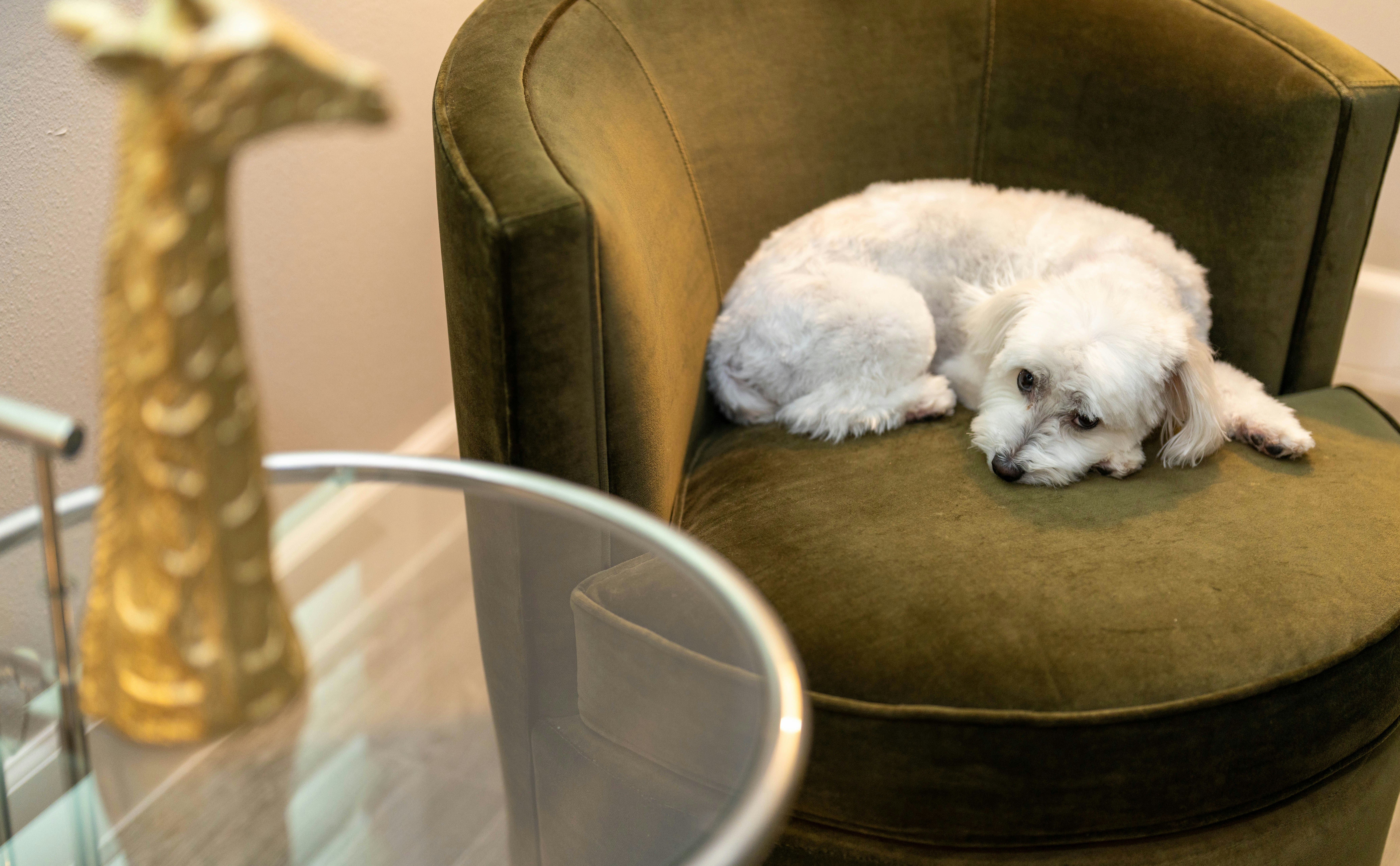 White dog on green chair