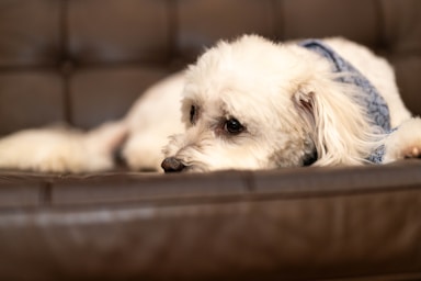 nikki is fresh from the salon and ready for her close-ups!,great photo recipes portfolio image