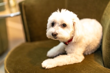 nikki is fresh from the salon and ready for her close-ups!,great photo recipes portfolio image