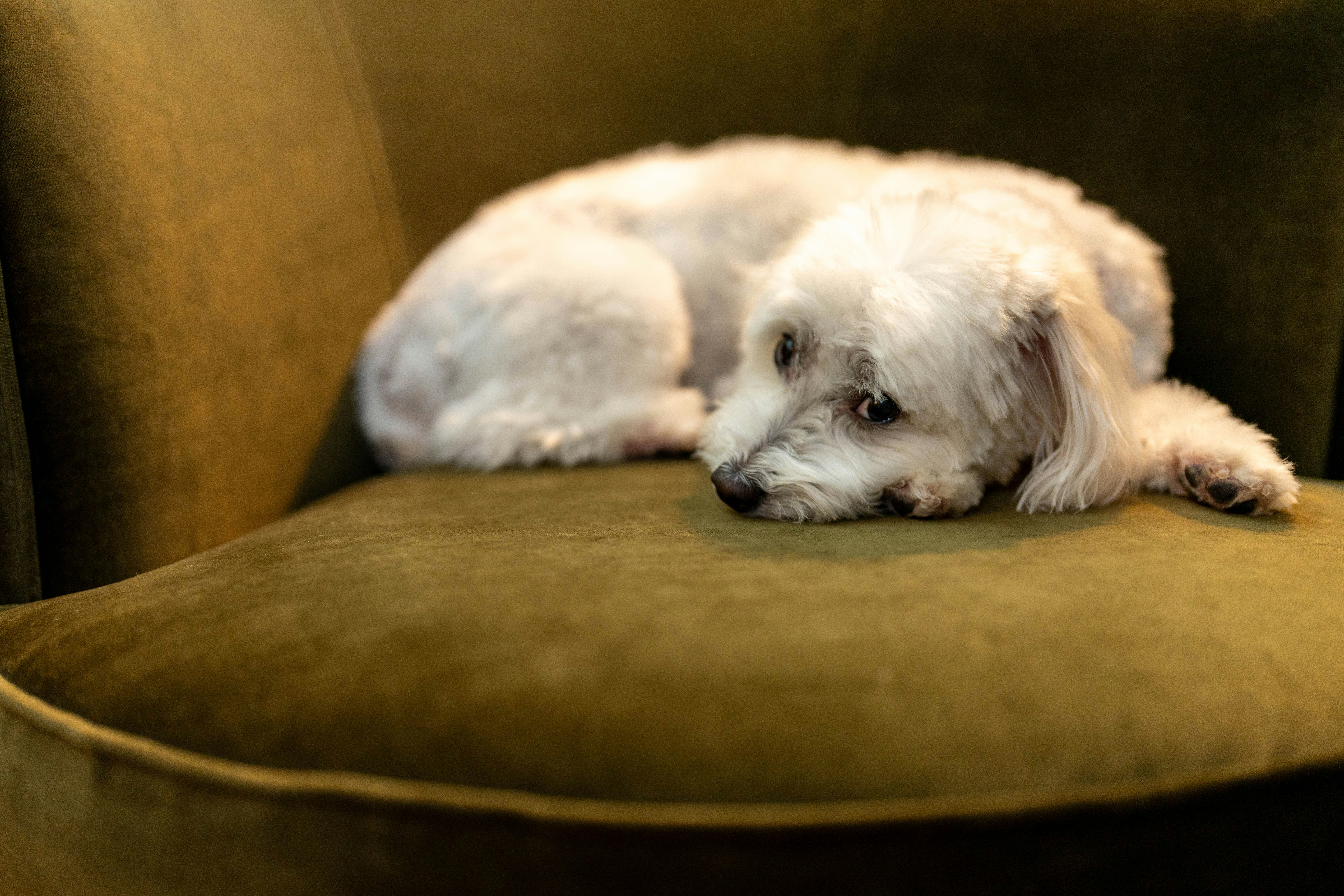 The Curious Case of the Couch Circle