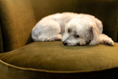 nikki is fresh from the salon and ready for her close-ups!,great photo recipes portfolio image
