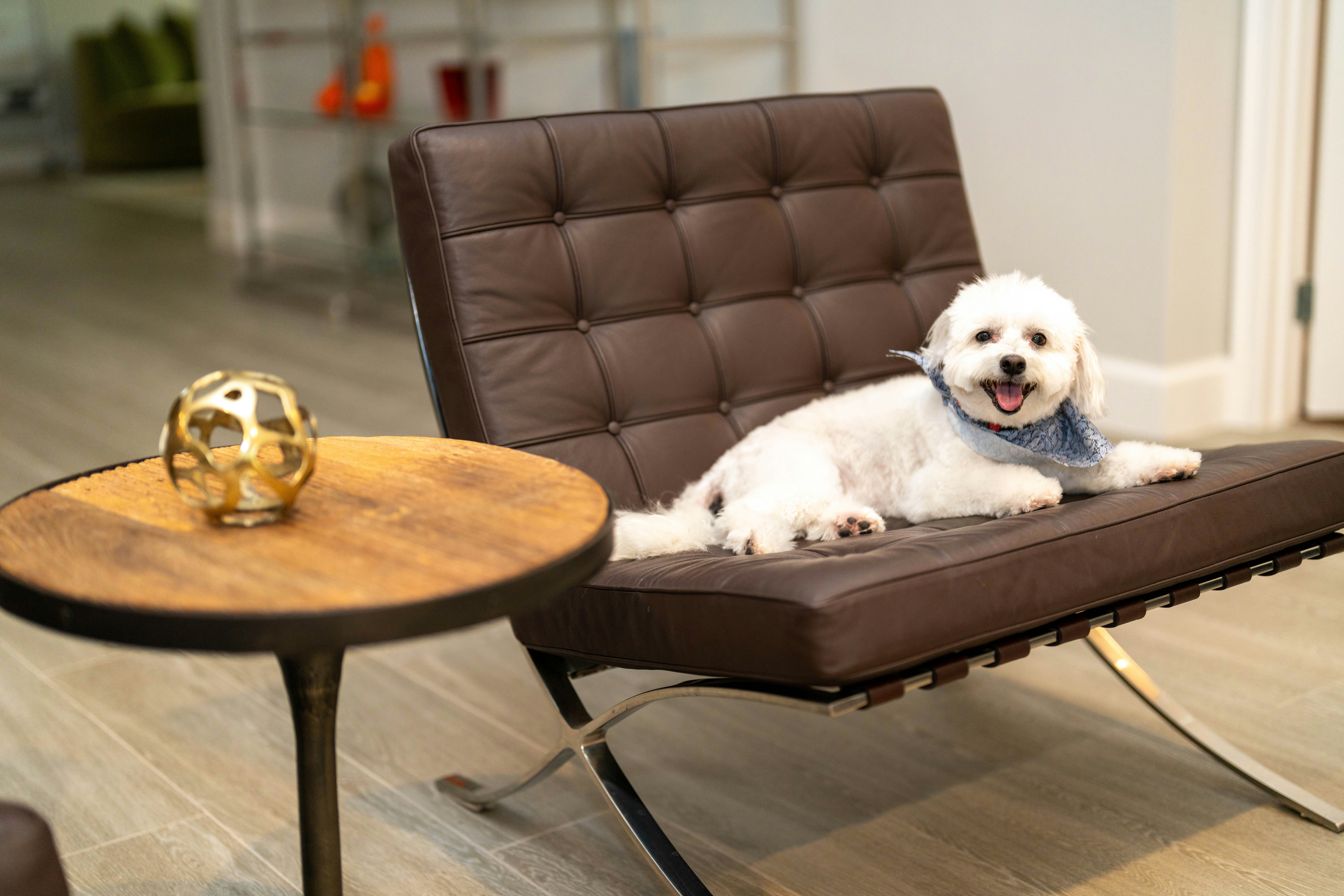 Hostellerie Canine de La Boulaie — Monistrol-sur-Loire
