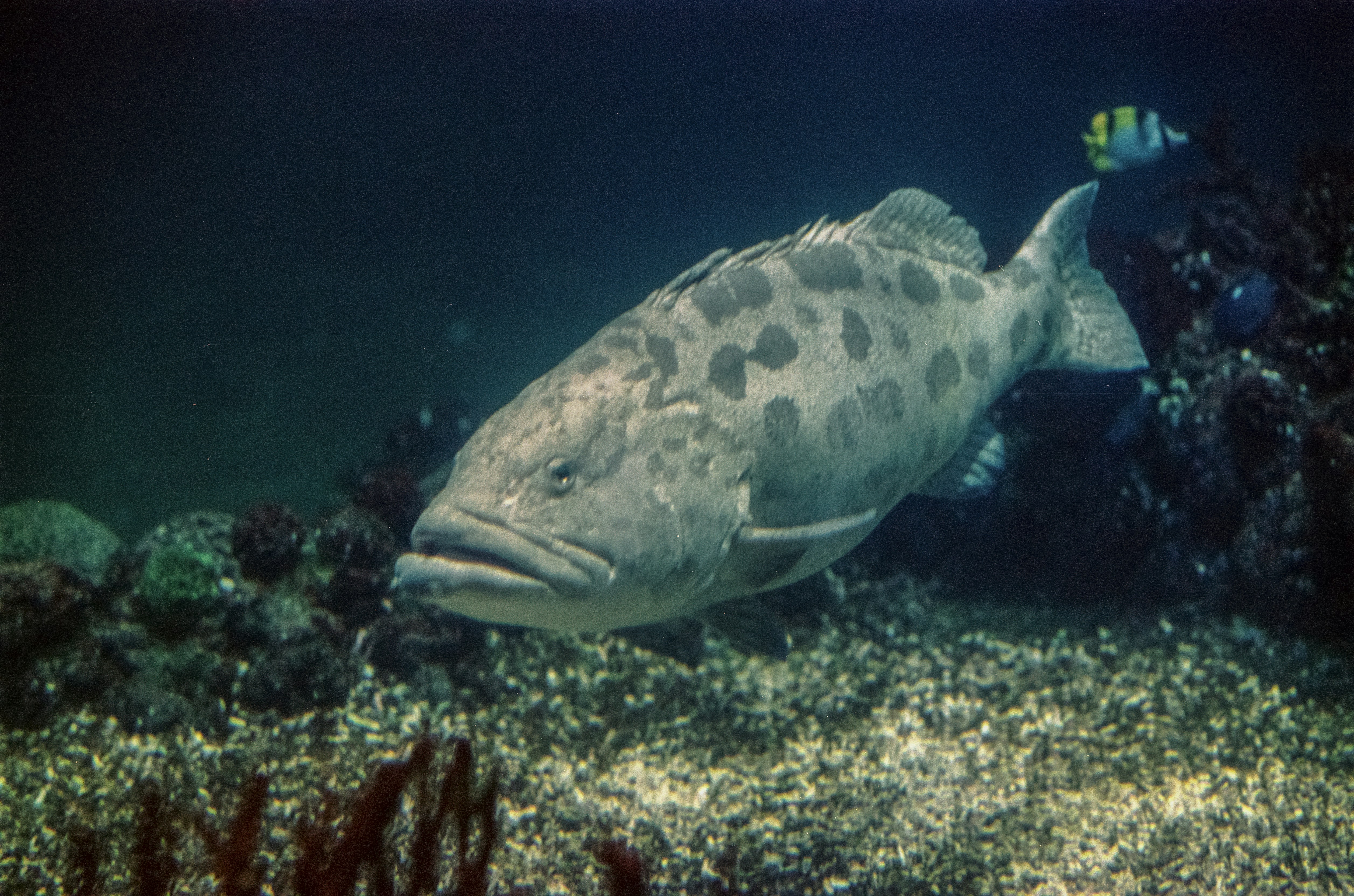 a fish that is swimming in some water (Photo by Artists Eyes on Unsplash)