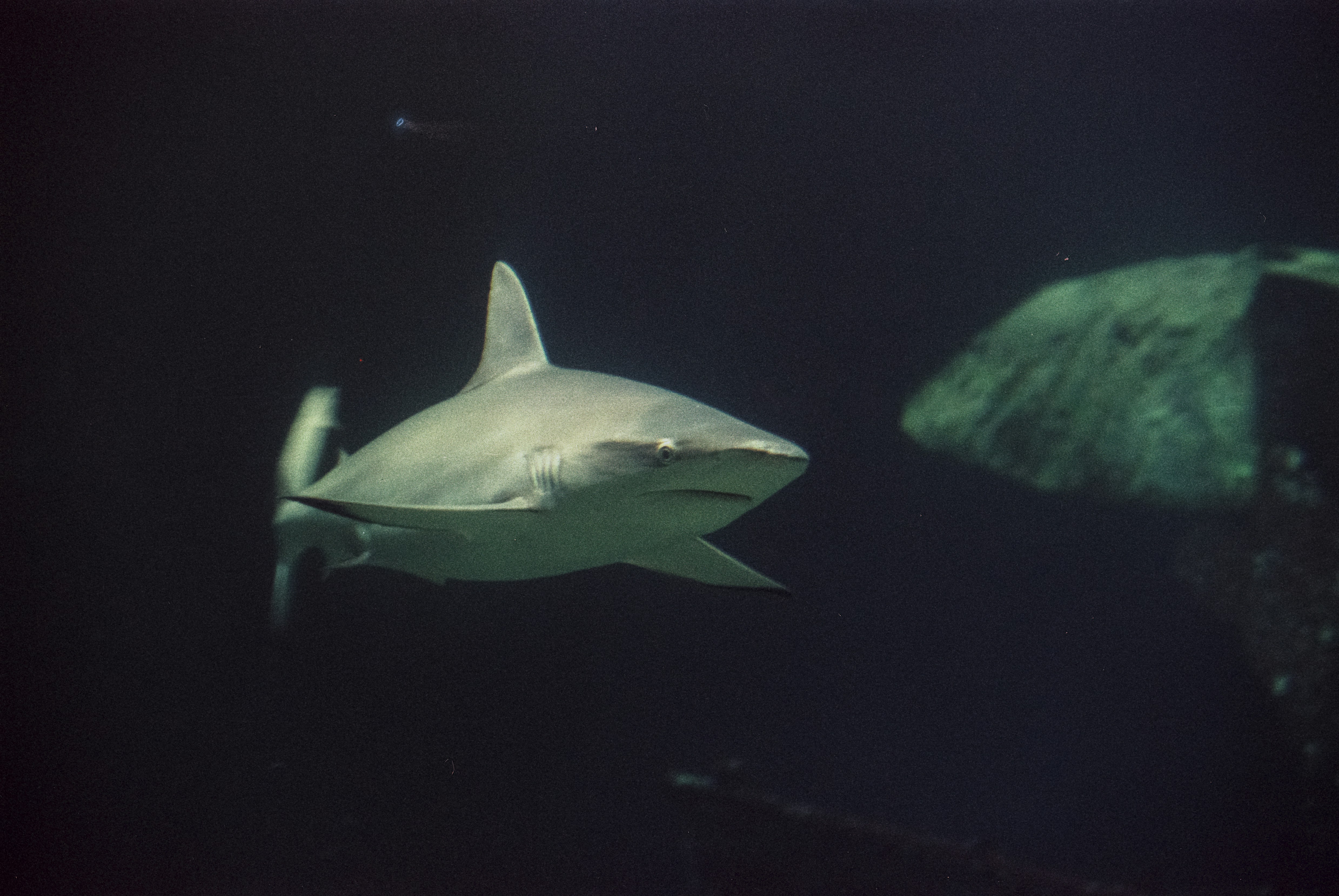 The Myth of the Lone Wolf Predator (image credits: unsplash)