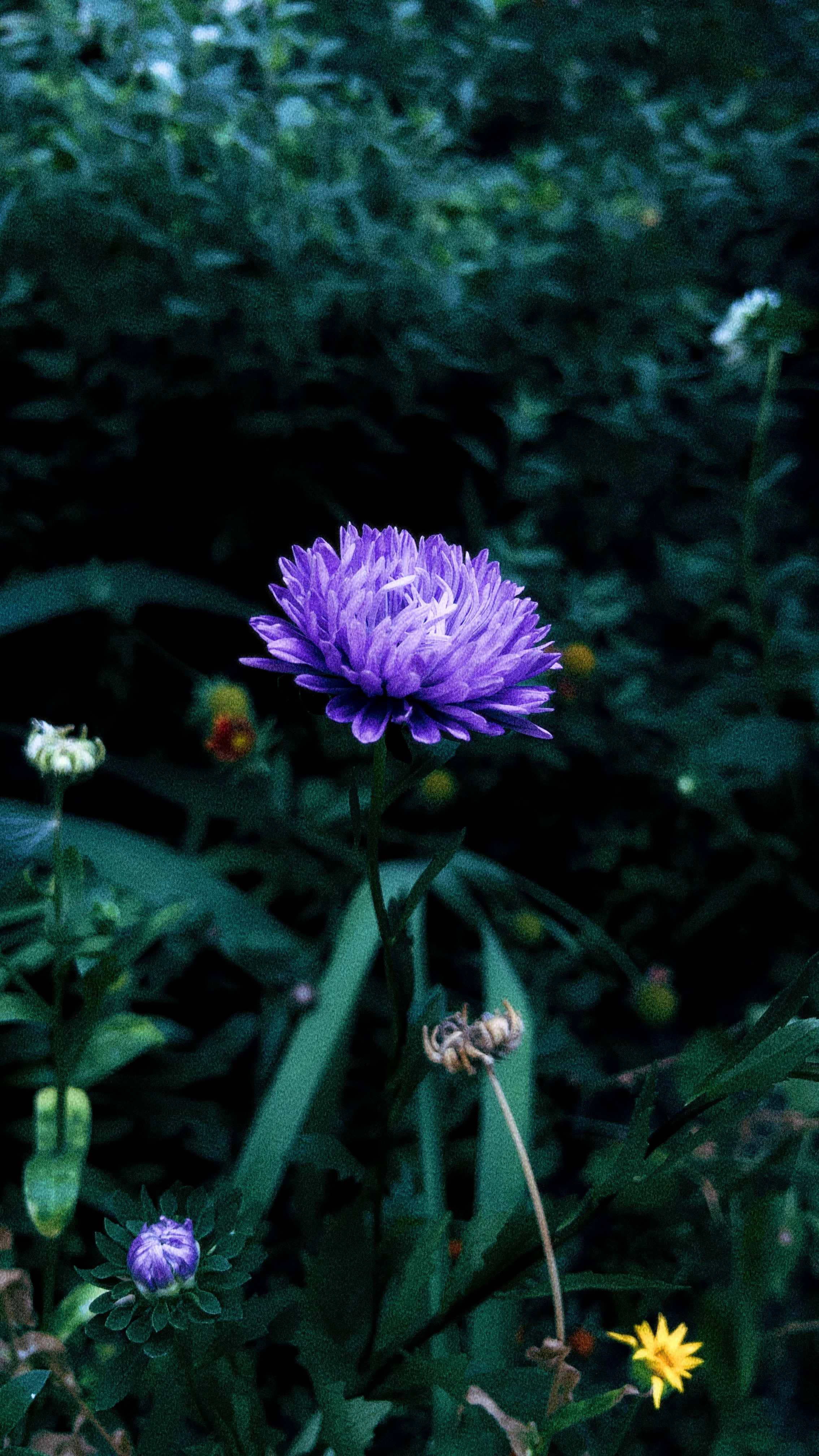 Photo by alloise