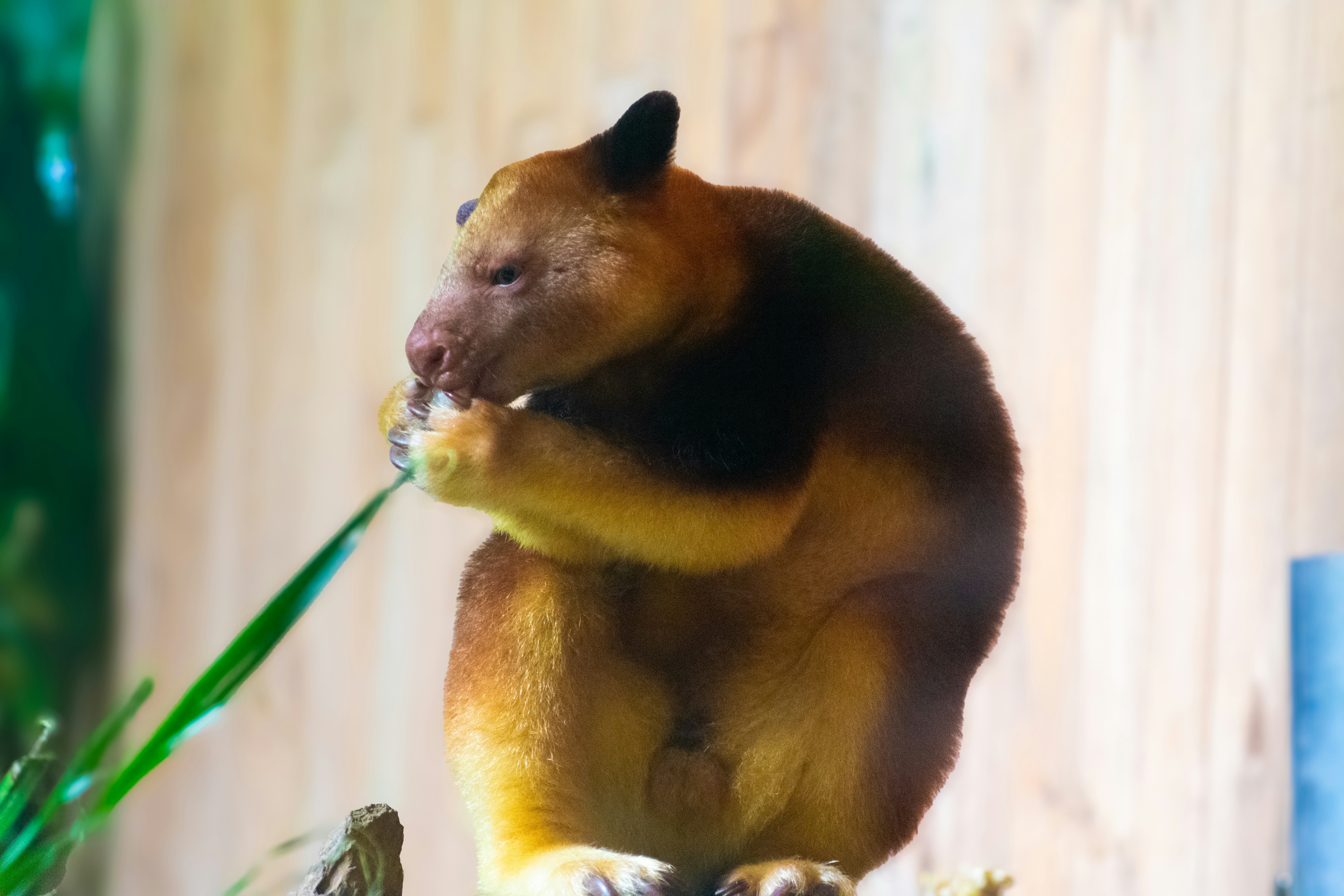 a small animal sitting on top of a wooden table