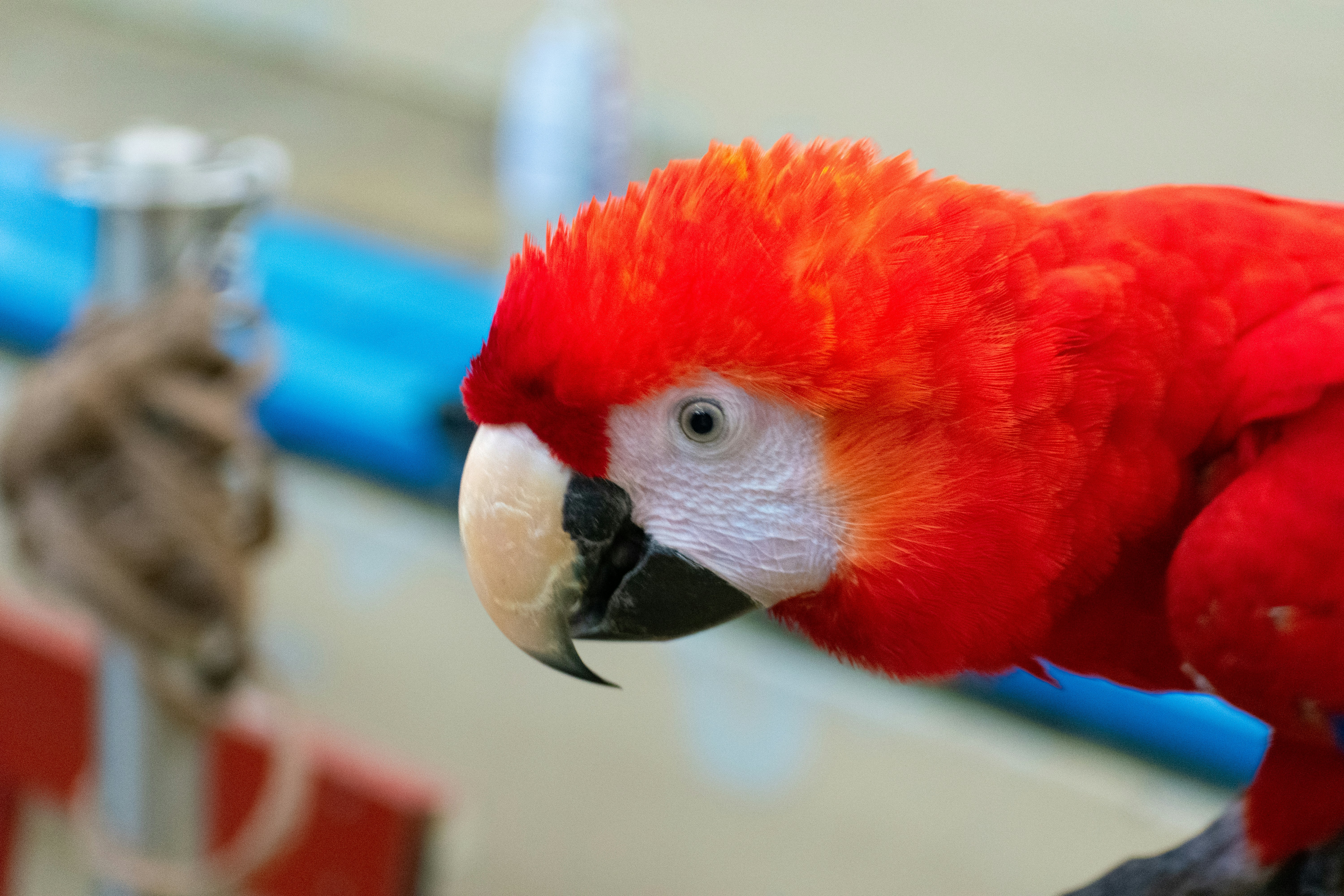 Train Macaw to Step Up: Expert Step-by-Step Guide