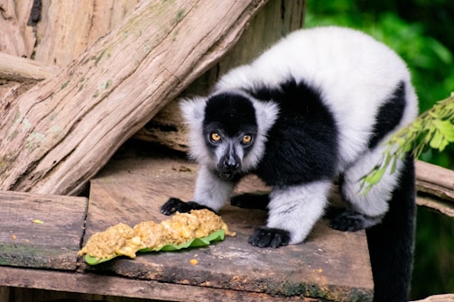 a small black and white animal eating food