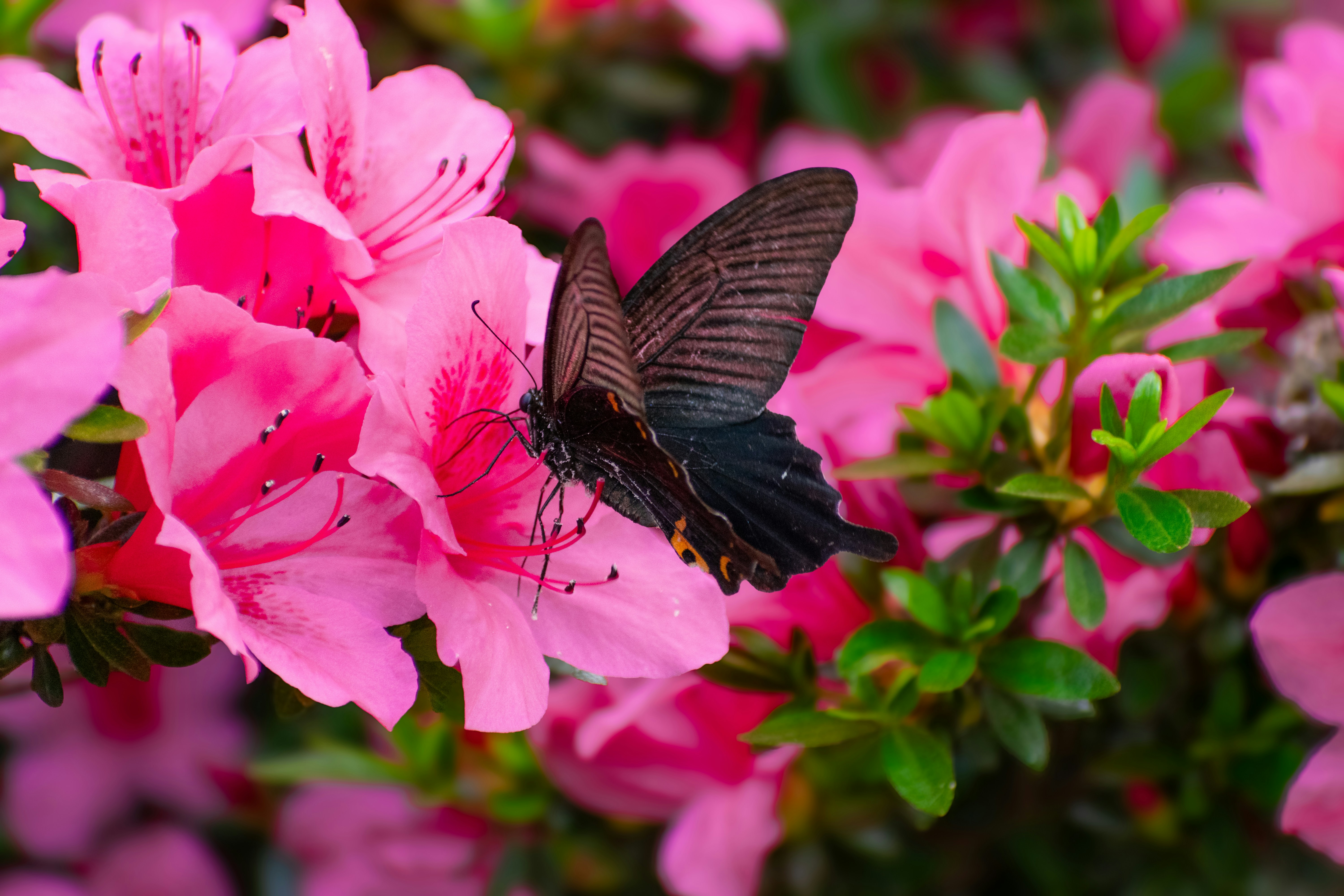 Photo by probablyrobin