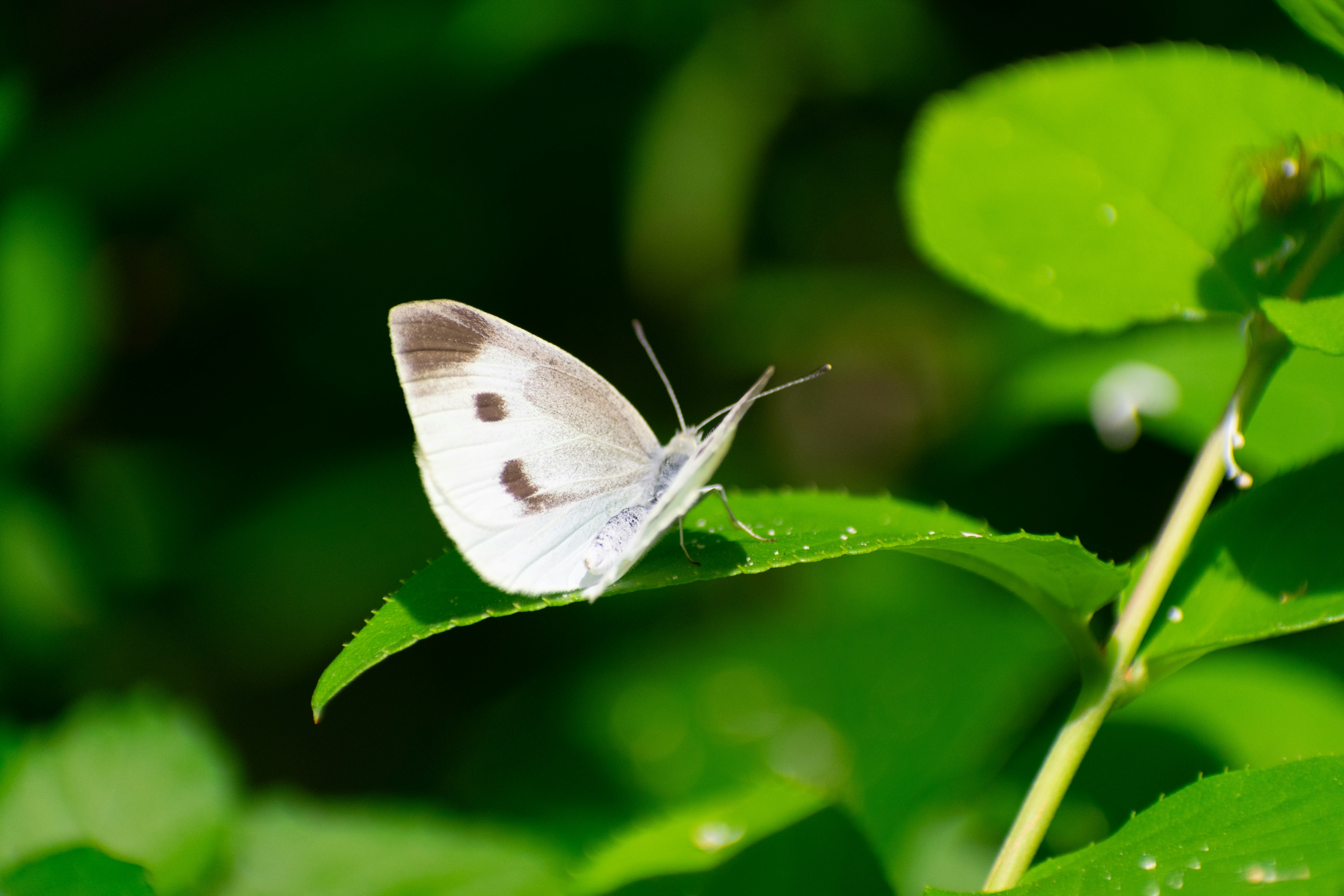 Photo by probablyrobin