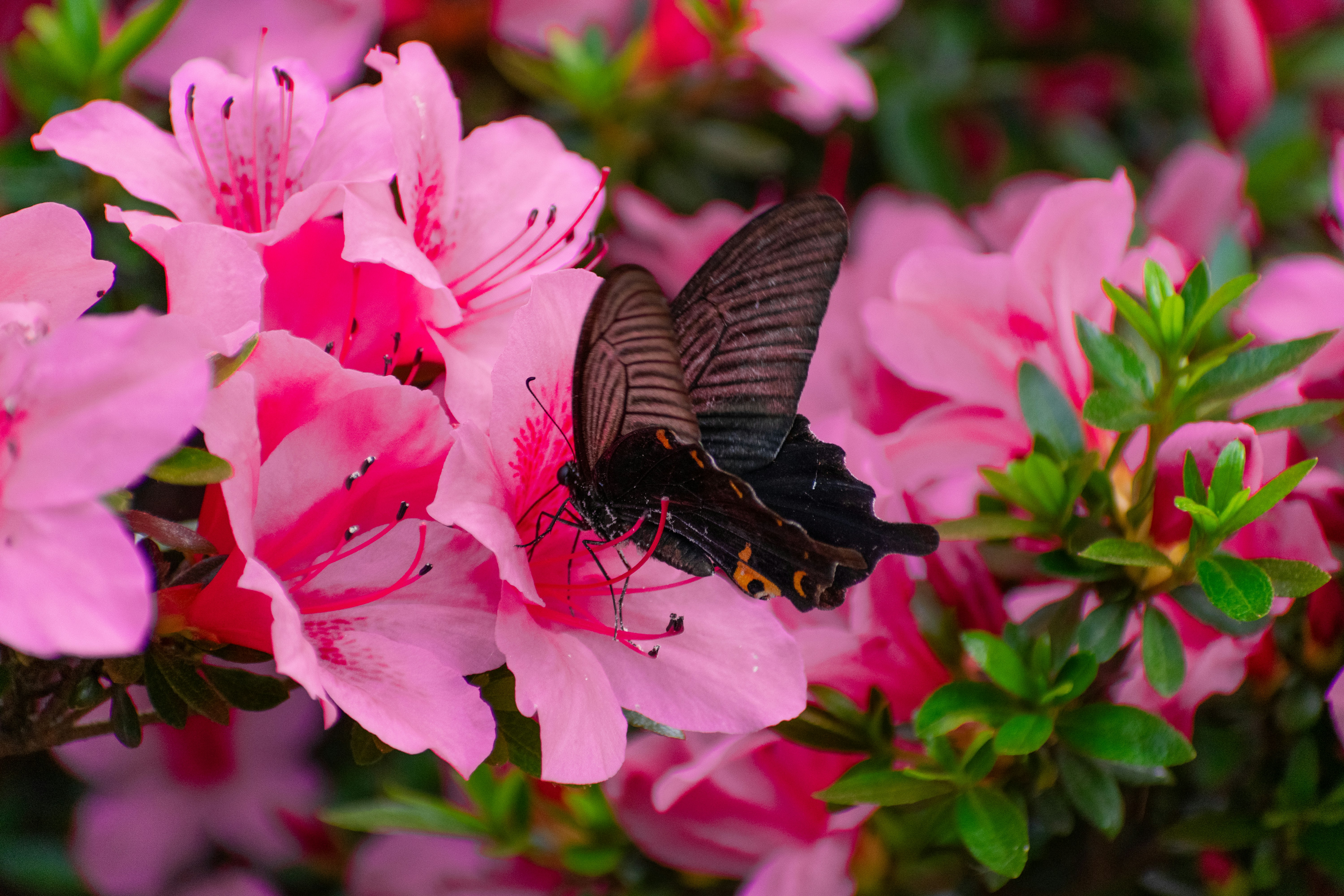 Photo by probablyrobin