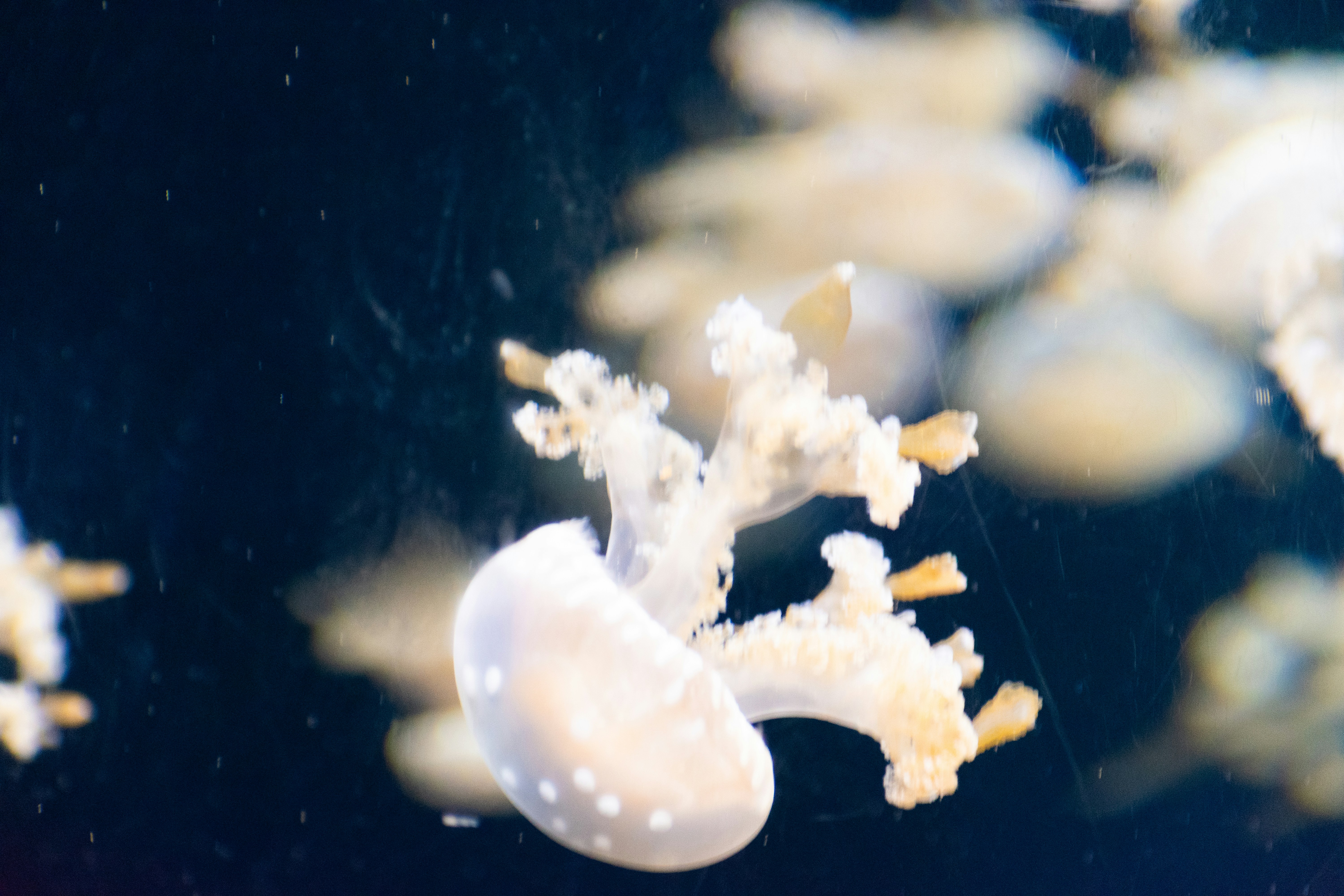 Macro detail of a white sea anemone symbolizing the richness and fragility of marine life.