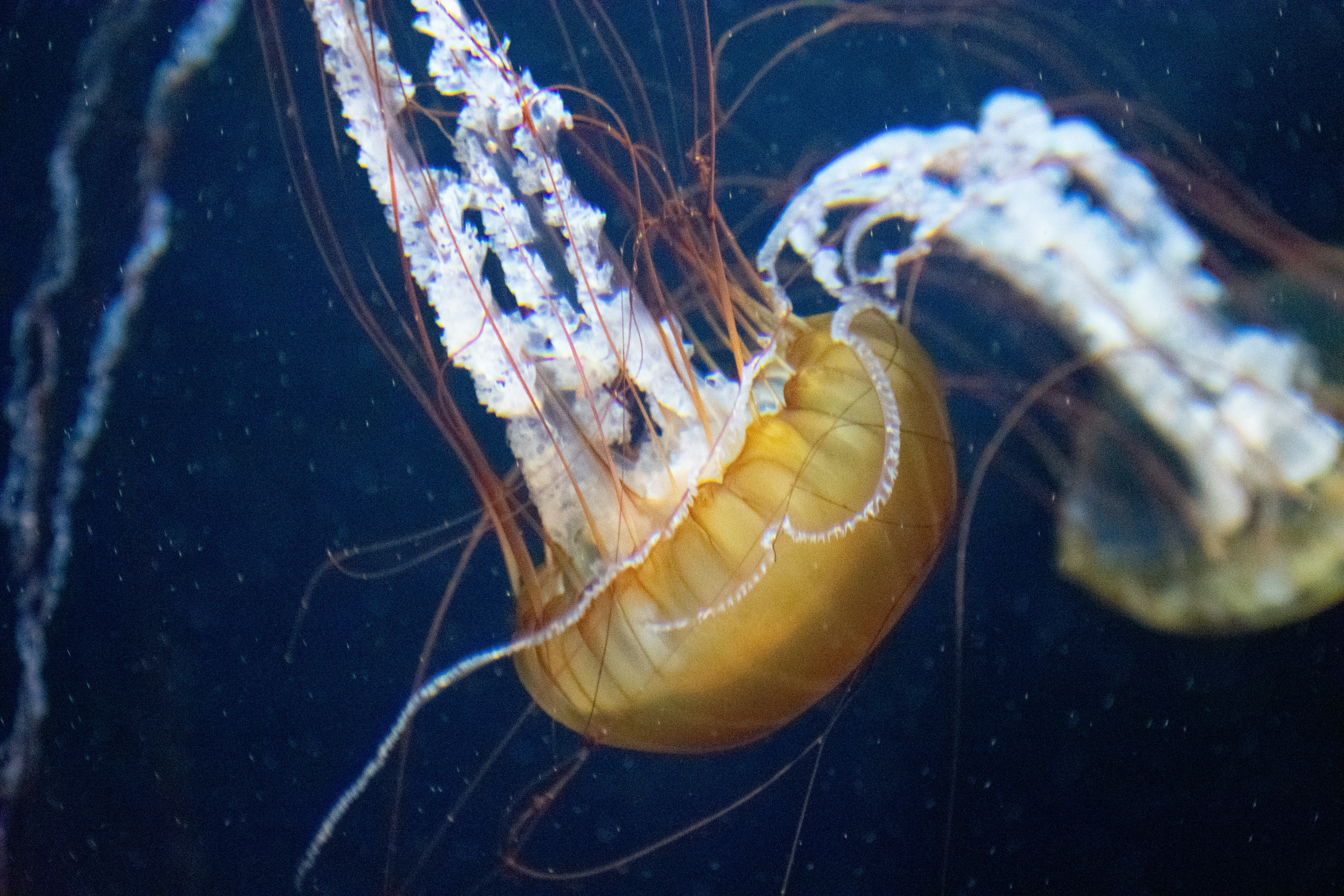 Photo by probablyrobin