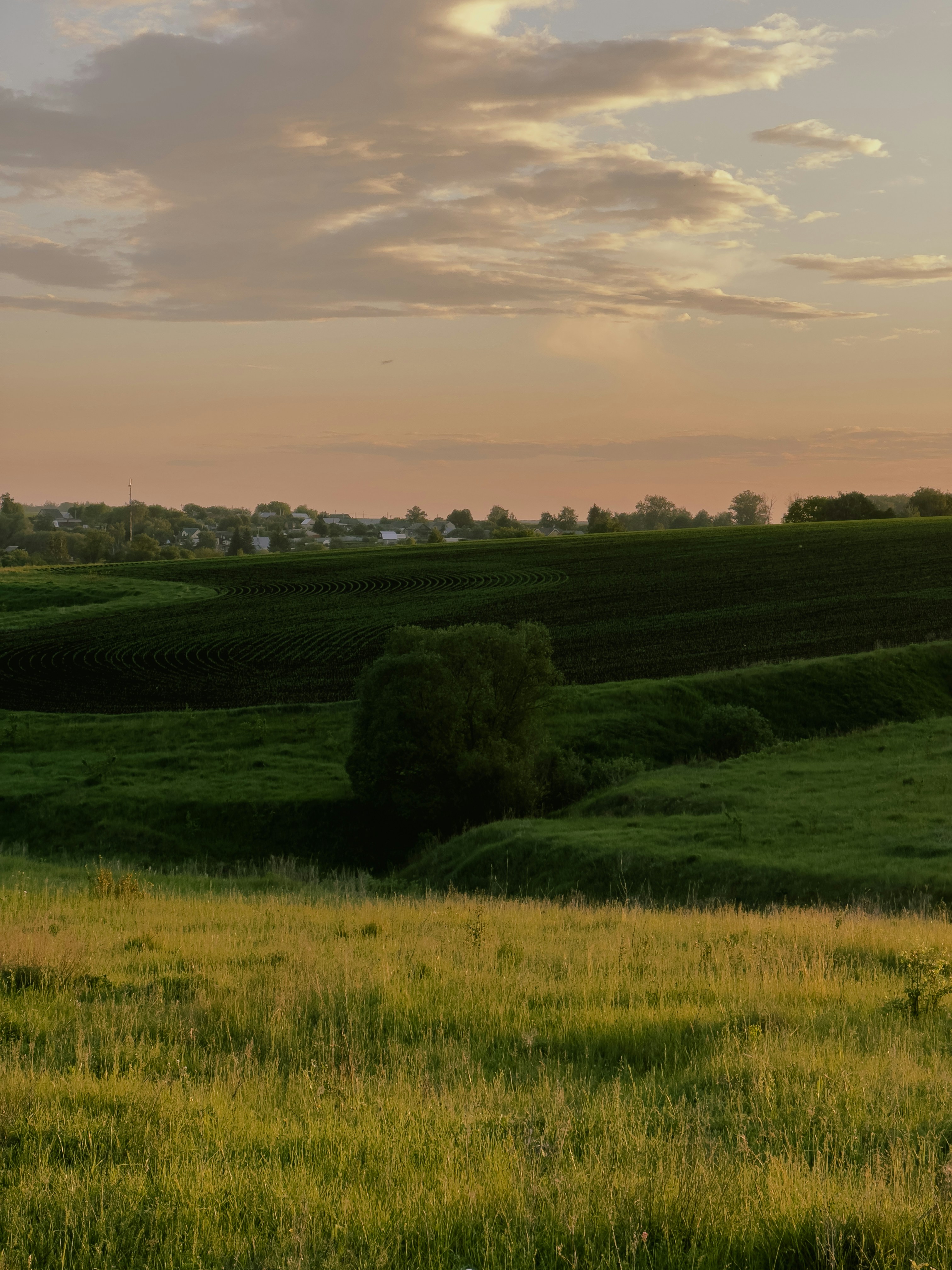 um campo gramado com árvores ao longe