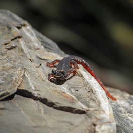 a red and black lizard sitting on a rock