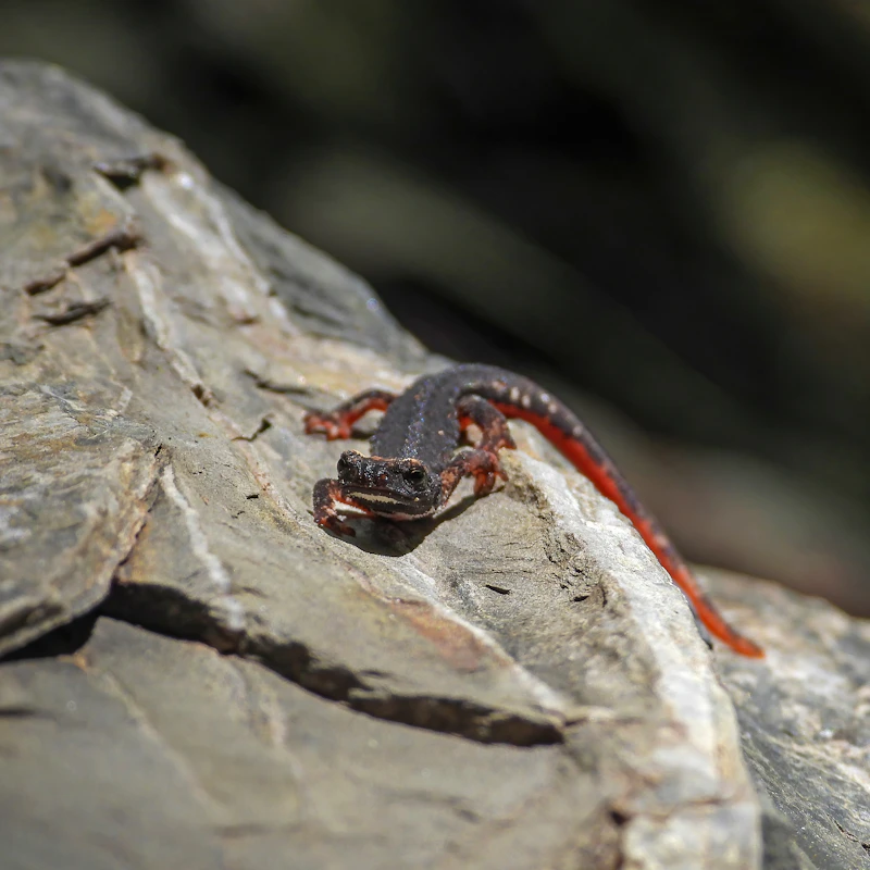 Northern Two-lined Salamander (Eurycea bislineata) in natural habitat