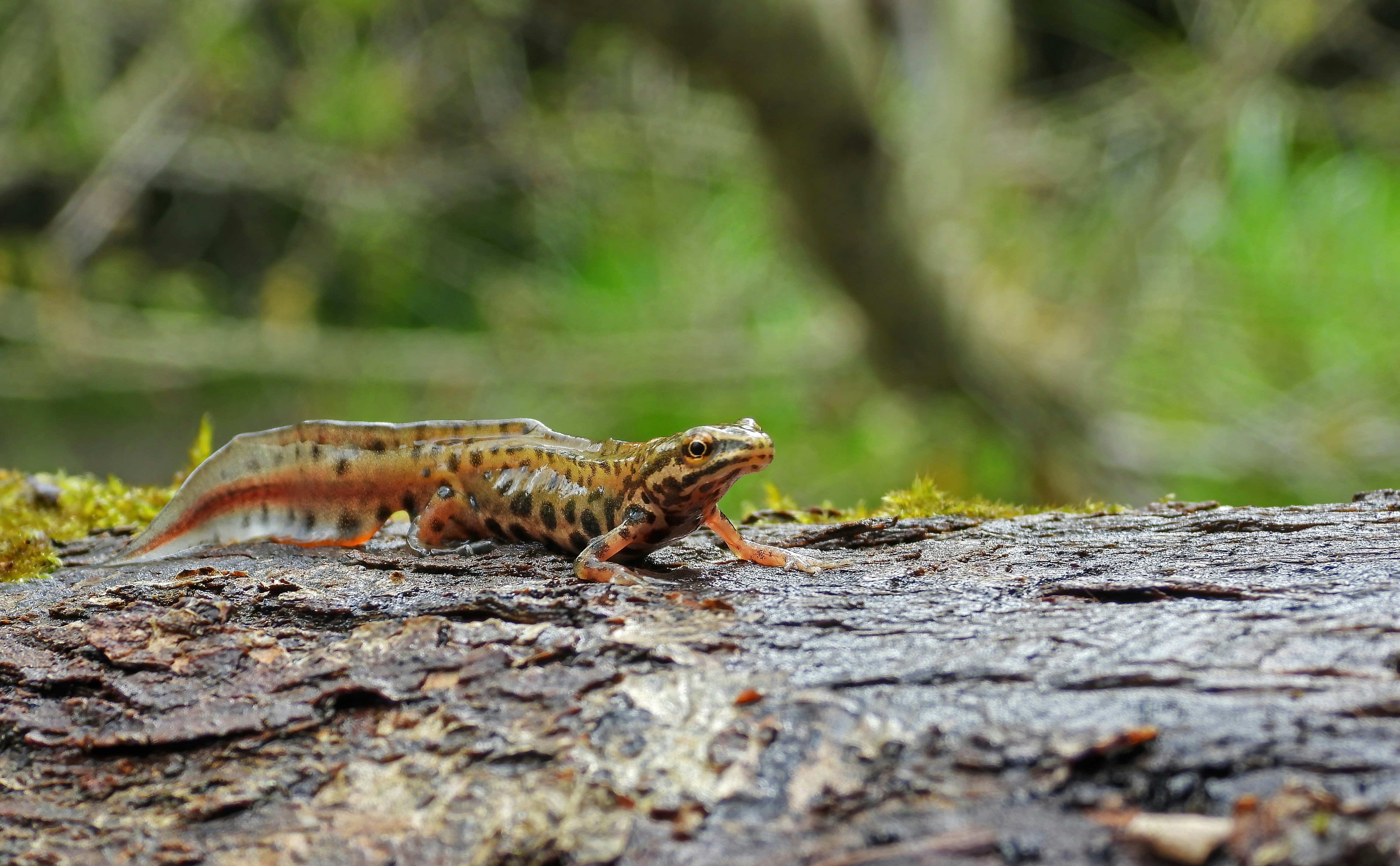 a small lizard sitting on top of a tree trunk